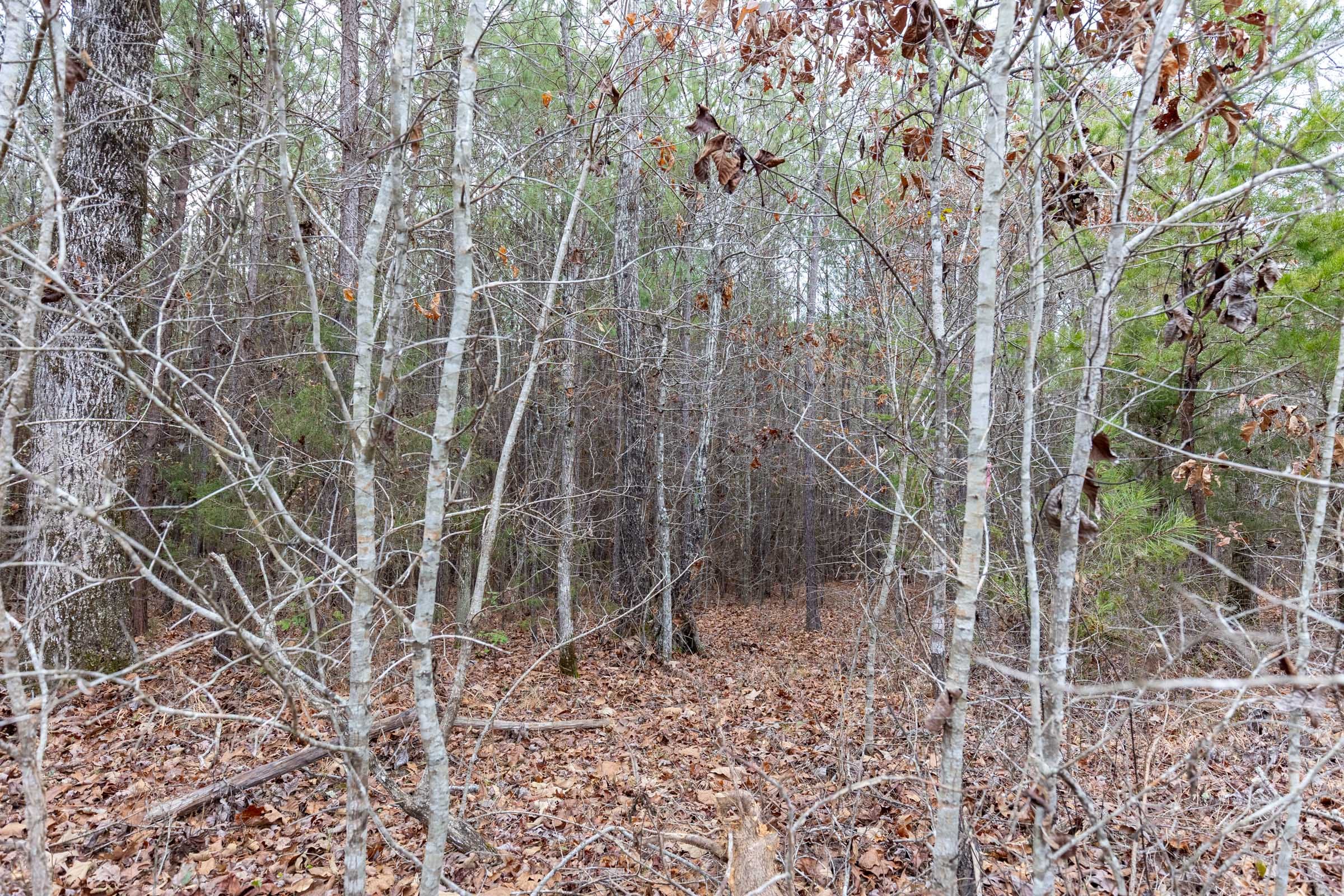 Baker Creek Tract 3 photo 3