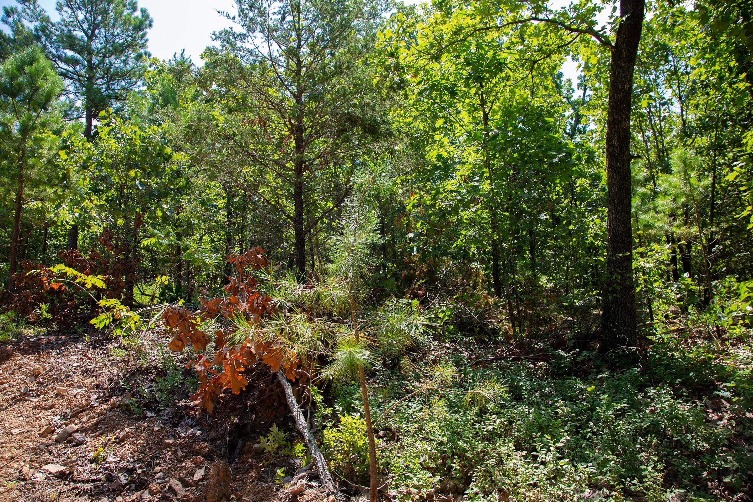 Tyler Stone Ranch Tract 73 photo 8