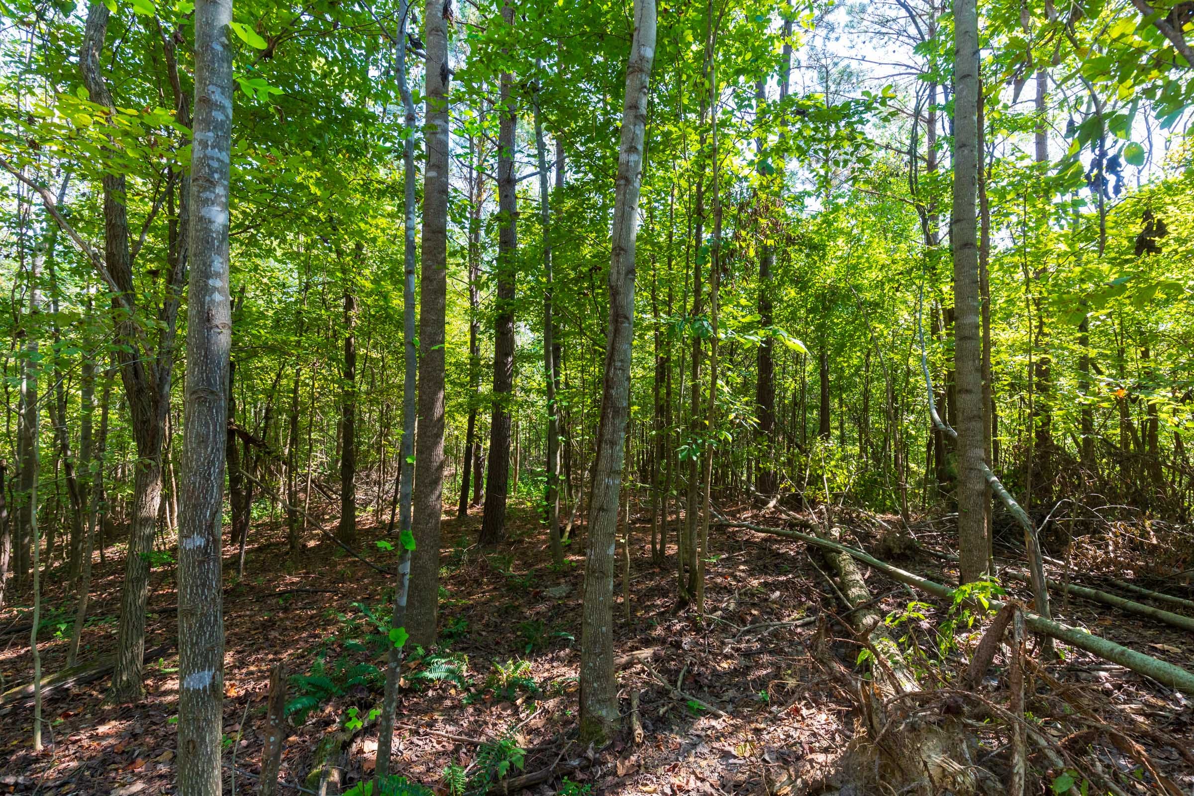 Redemption Ridge Tract 13 photo 6