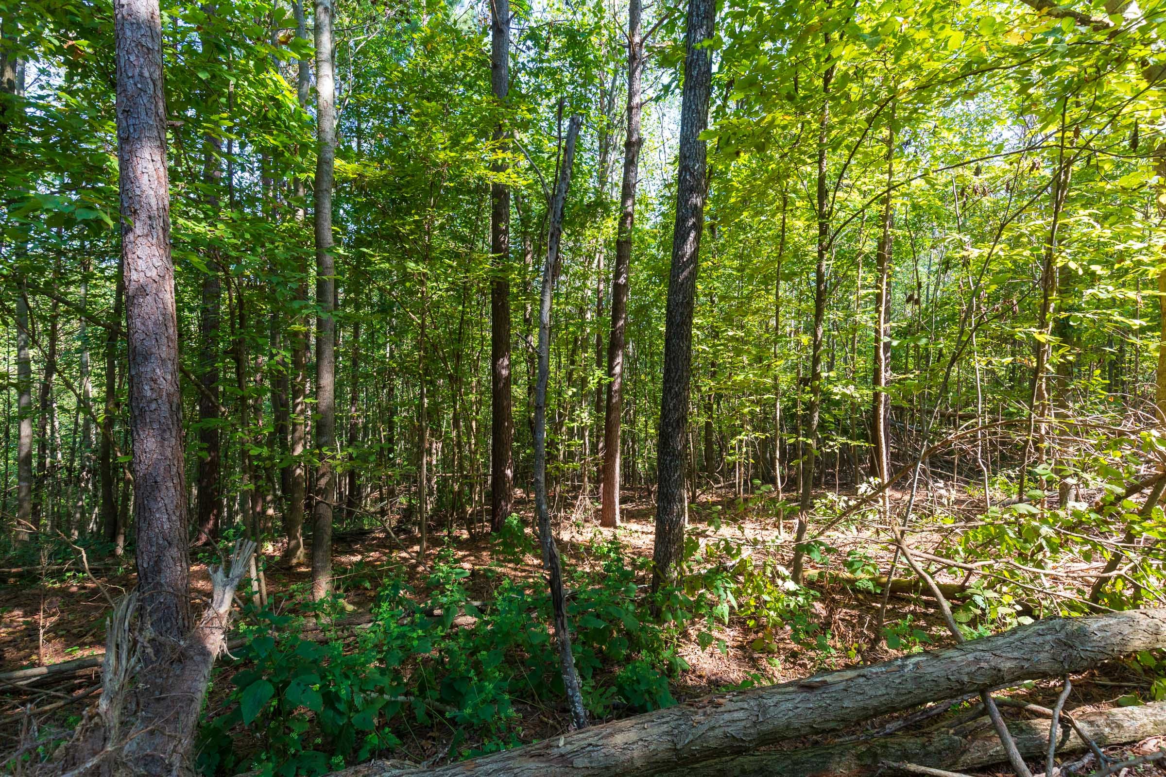 Redemption Ridge Tract 13 photo 9