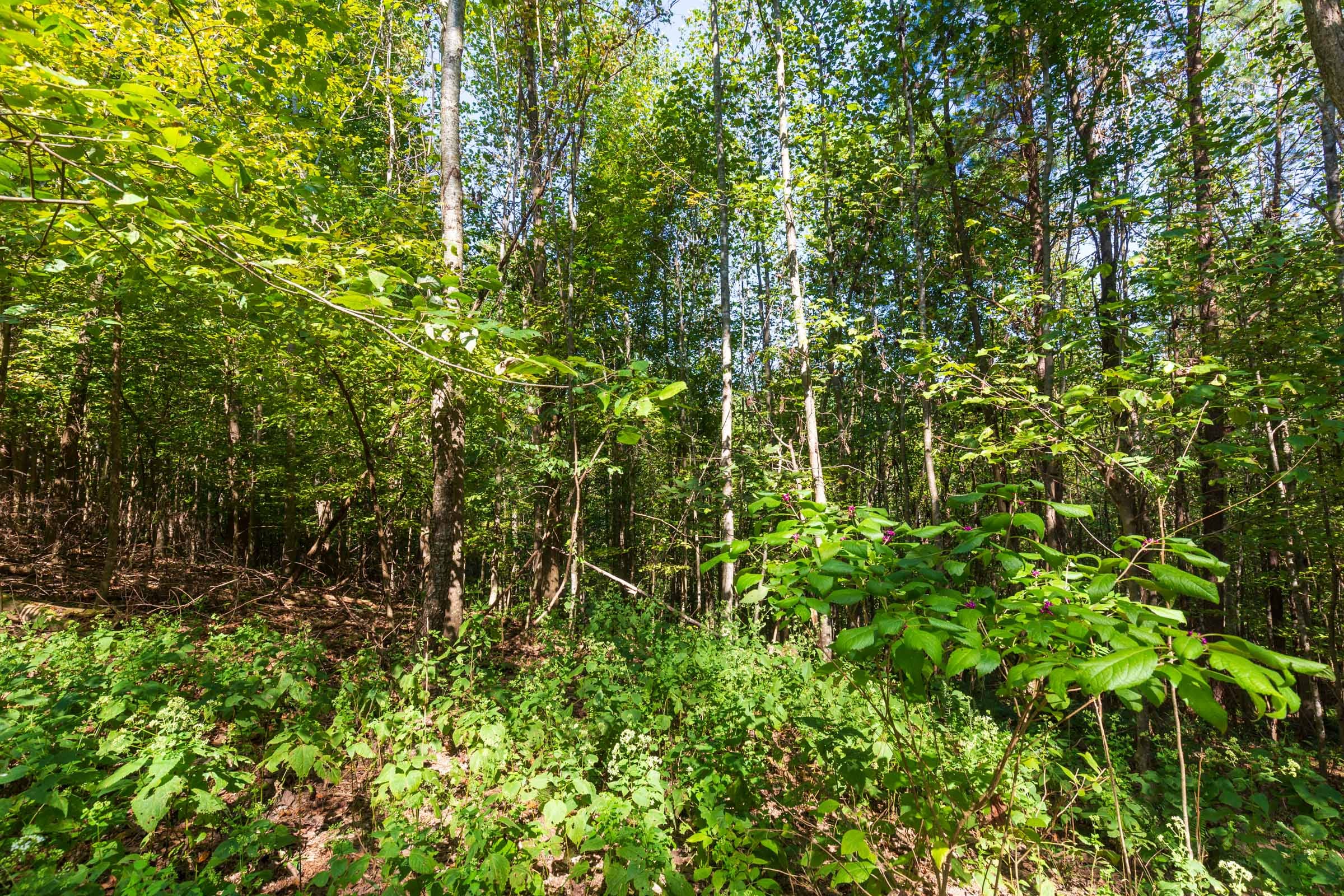Redemption Ridge Tract 13 photo 8