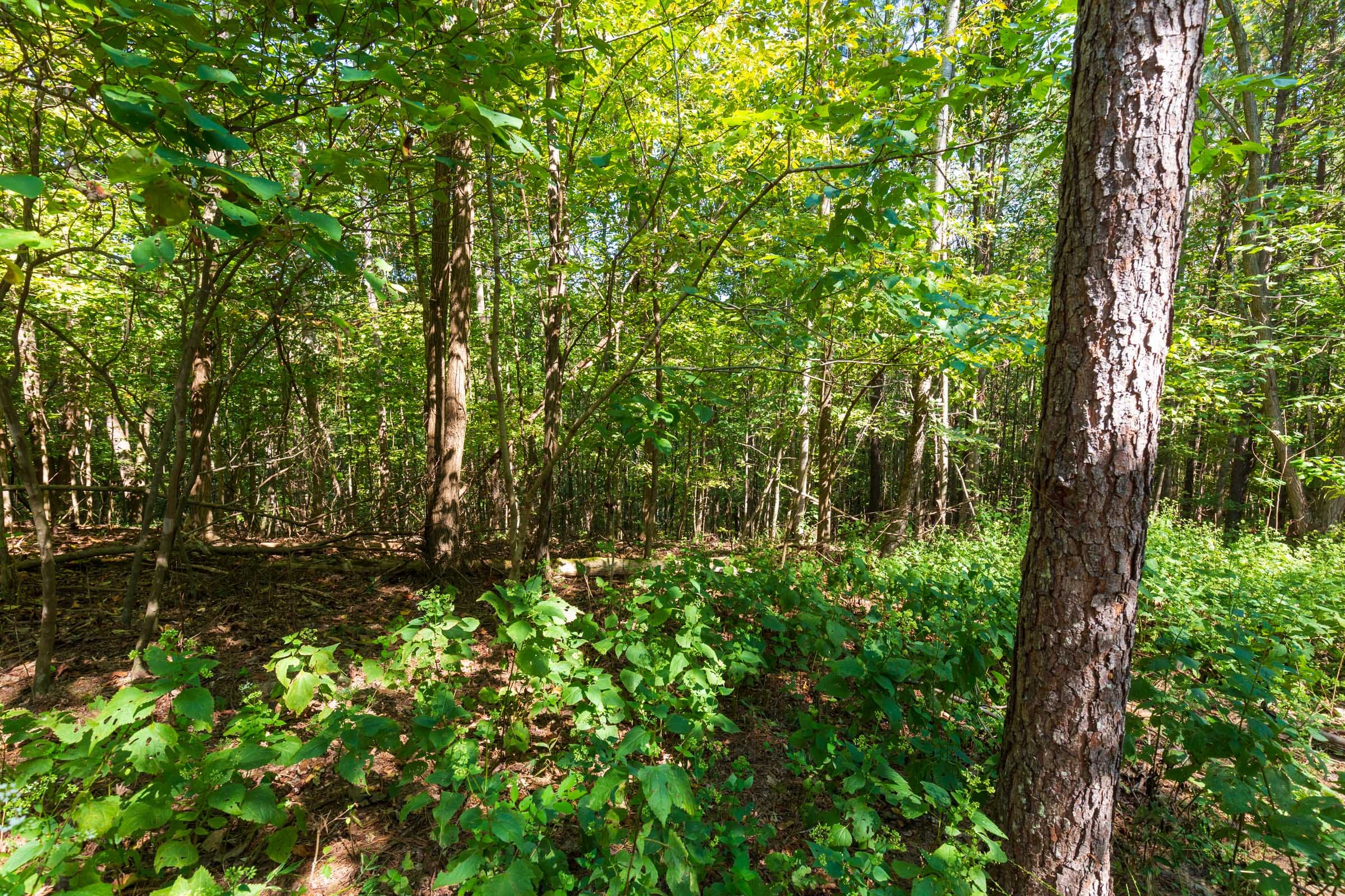 Redemption Ridge Tract 13 photo 11