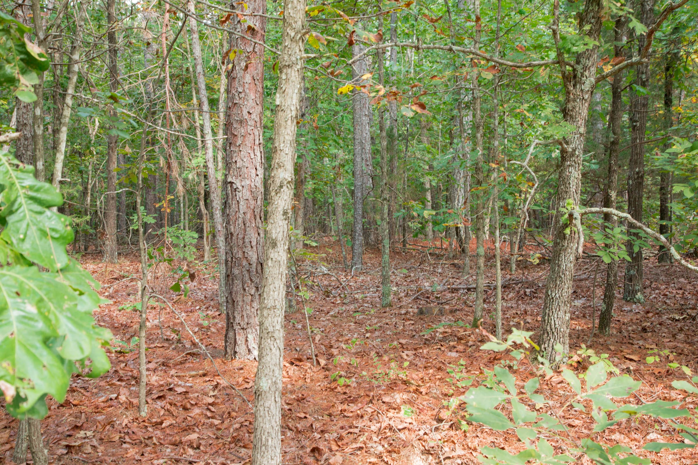 Wagon Wheel Ranch Tract 11 photo 3