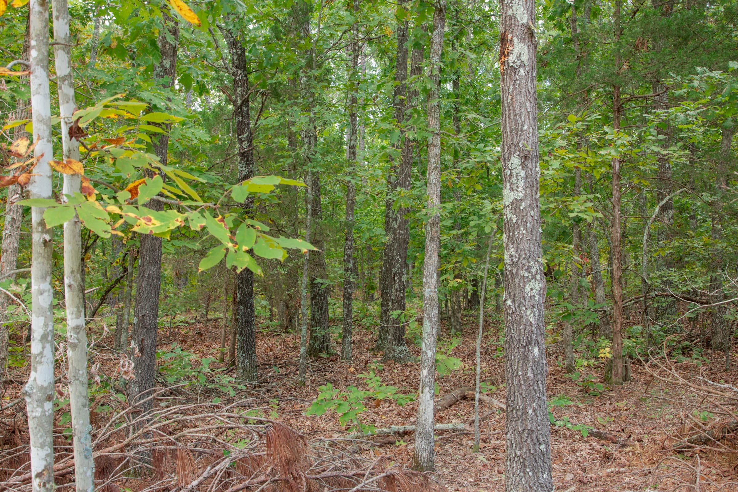 Wagon Wheel Ranch Tract 11 photo 9