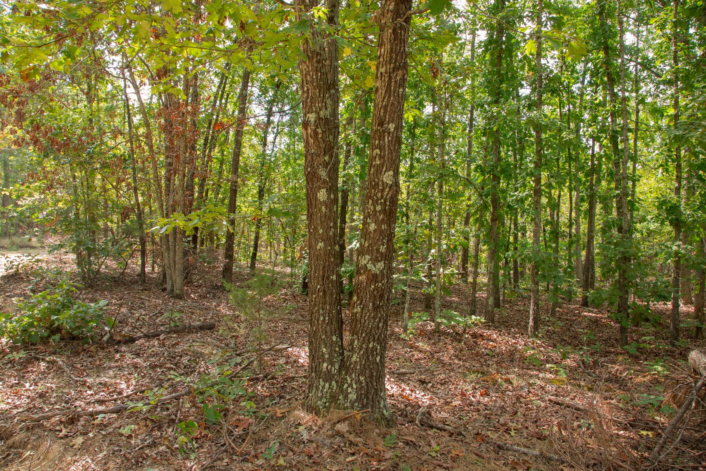 Wagon Wheel Ranch Tract 11 photo 10