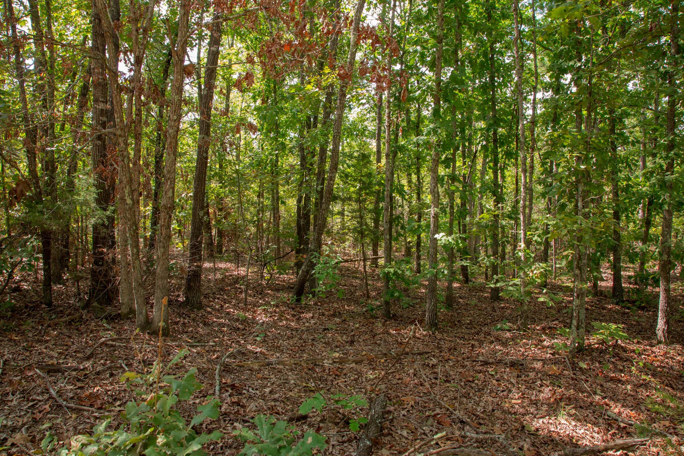 Wagon Wheel Ranch Tract 11 photo 12