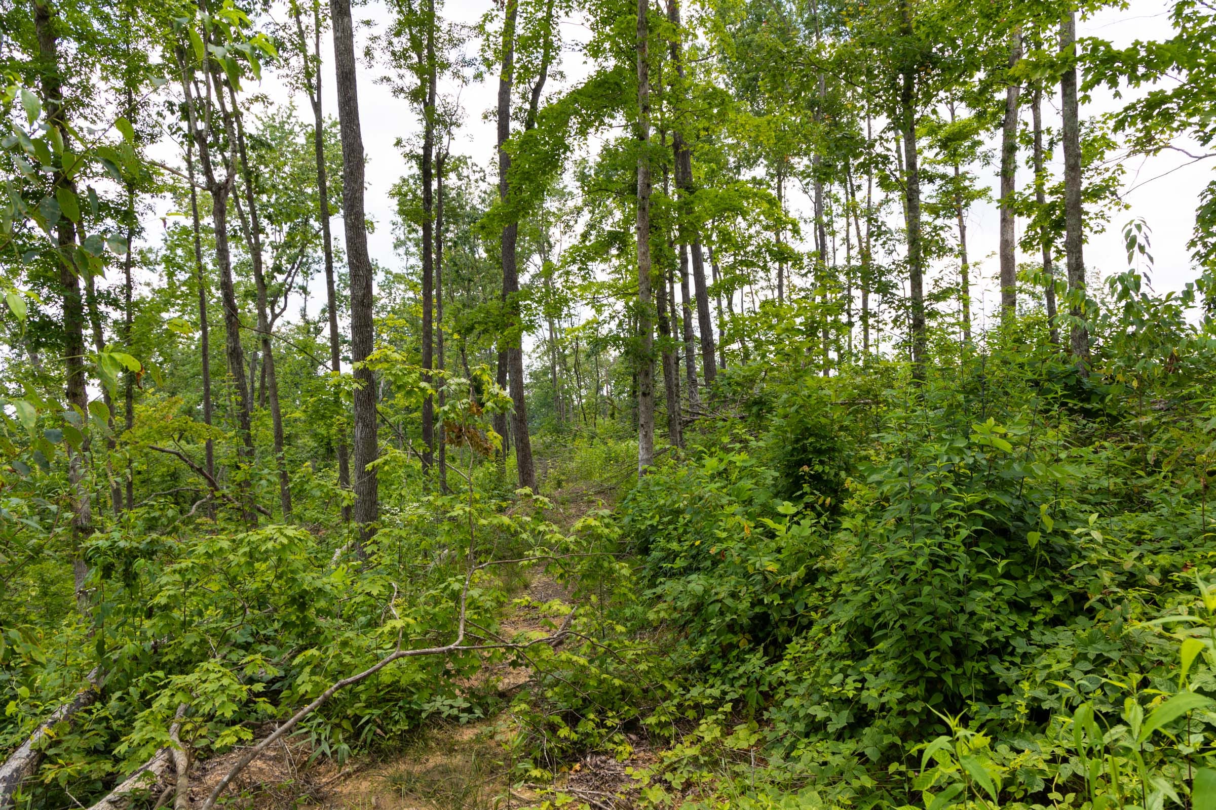 Creek Hollow Phase II Tract 57 photo 7