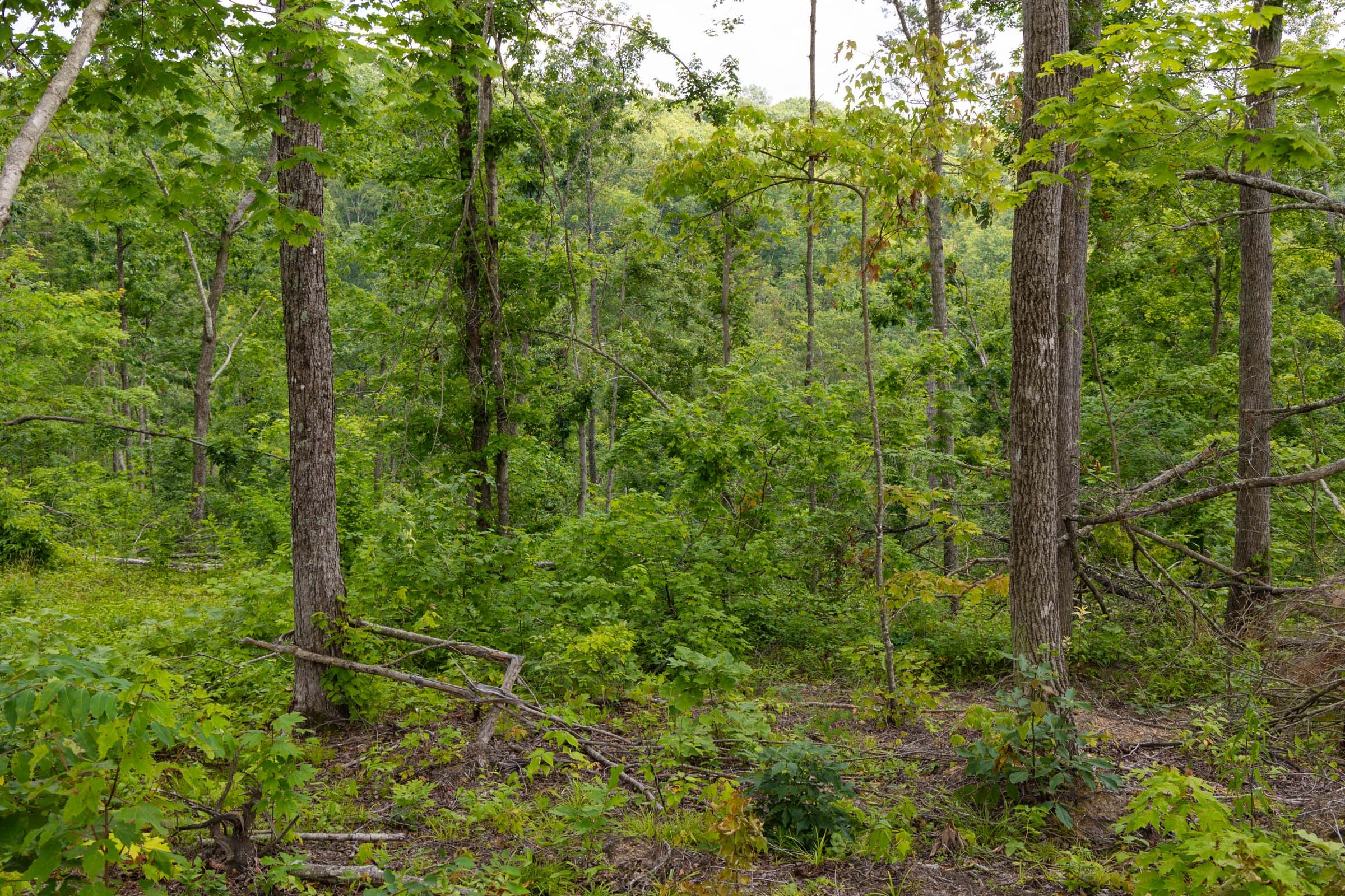Creek Hollow Phase II Tract 57 photo 13
