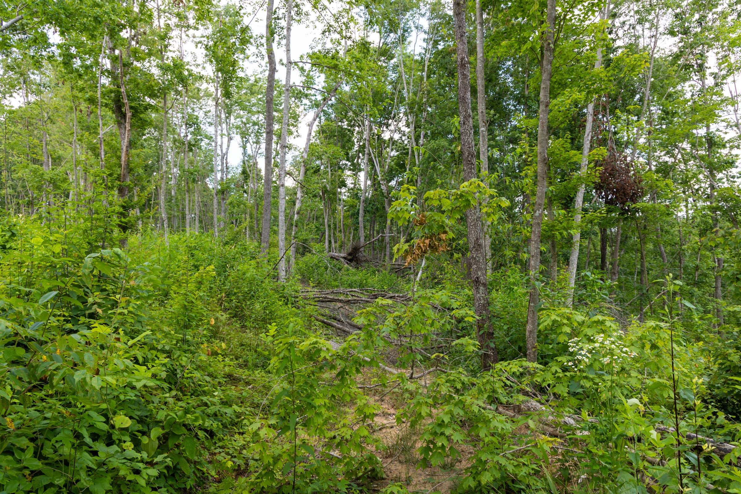Creek Hollow Phase II Tract 57 photo 12