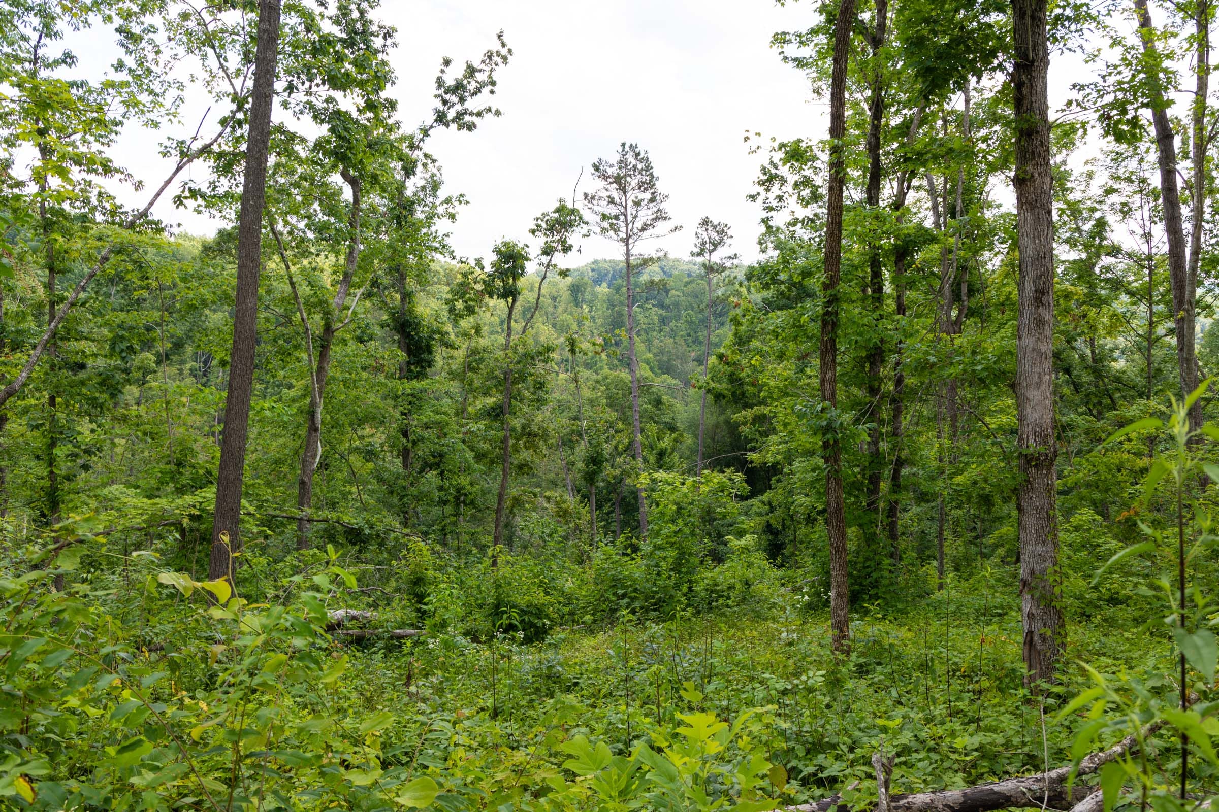 Creek Hollow Phase II Tract 57 photo 3