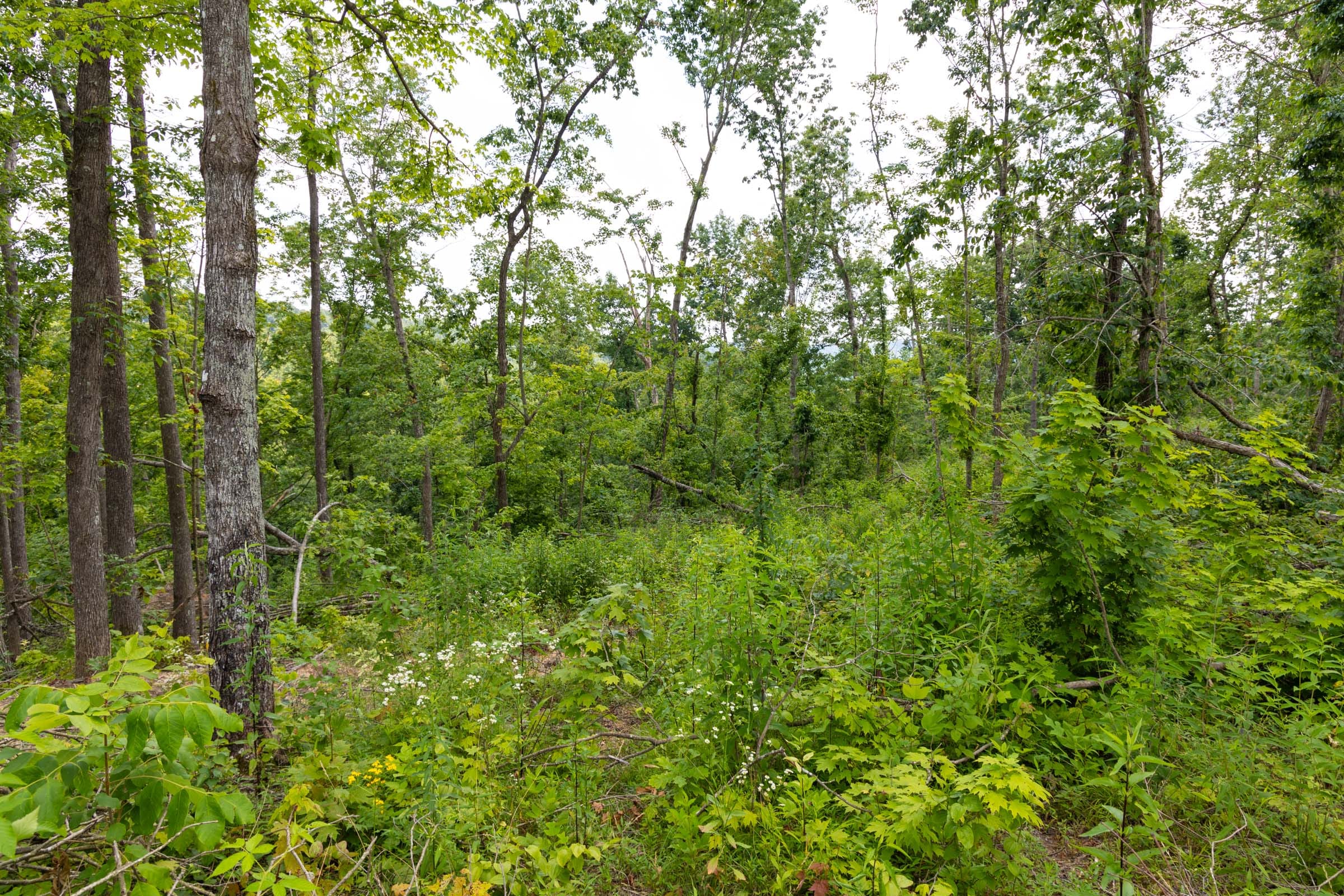 Creek Hollow Phase II Tract 57 photo 9