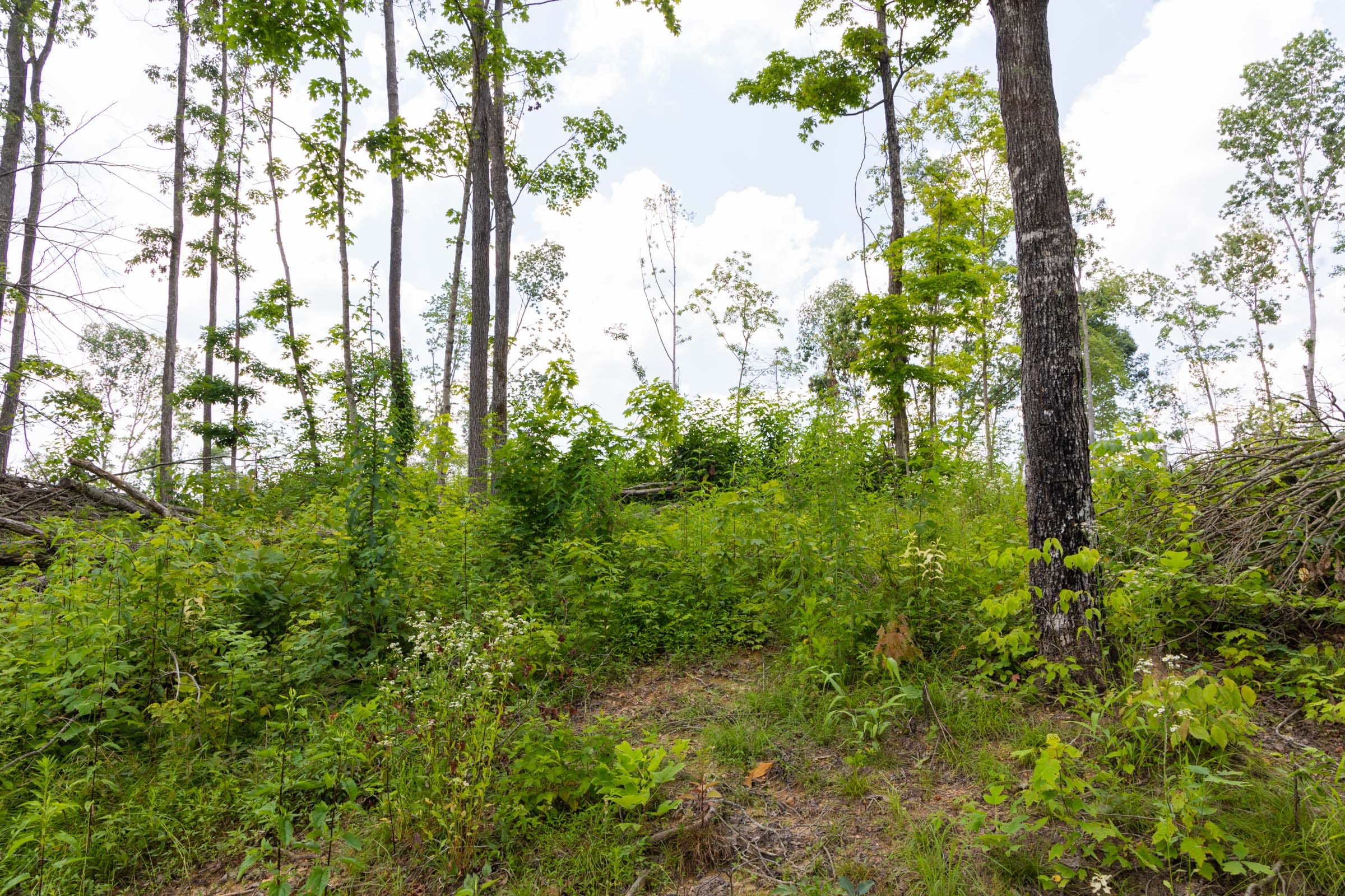 Creek Hollow Phase II Tract 57 photo 5