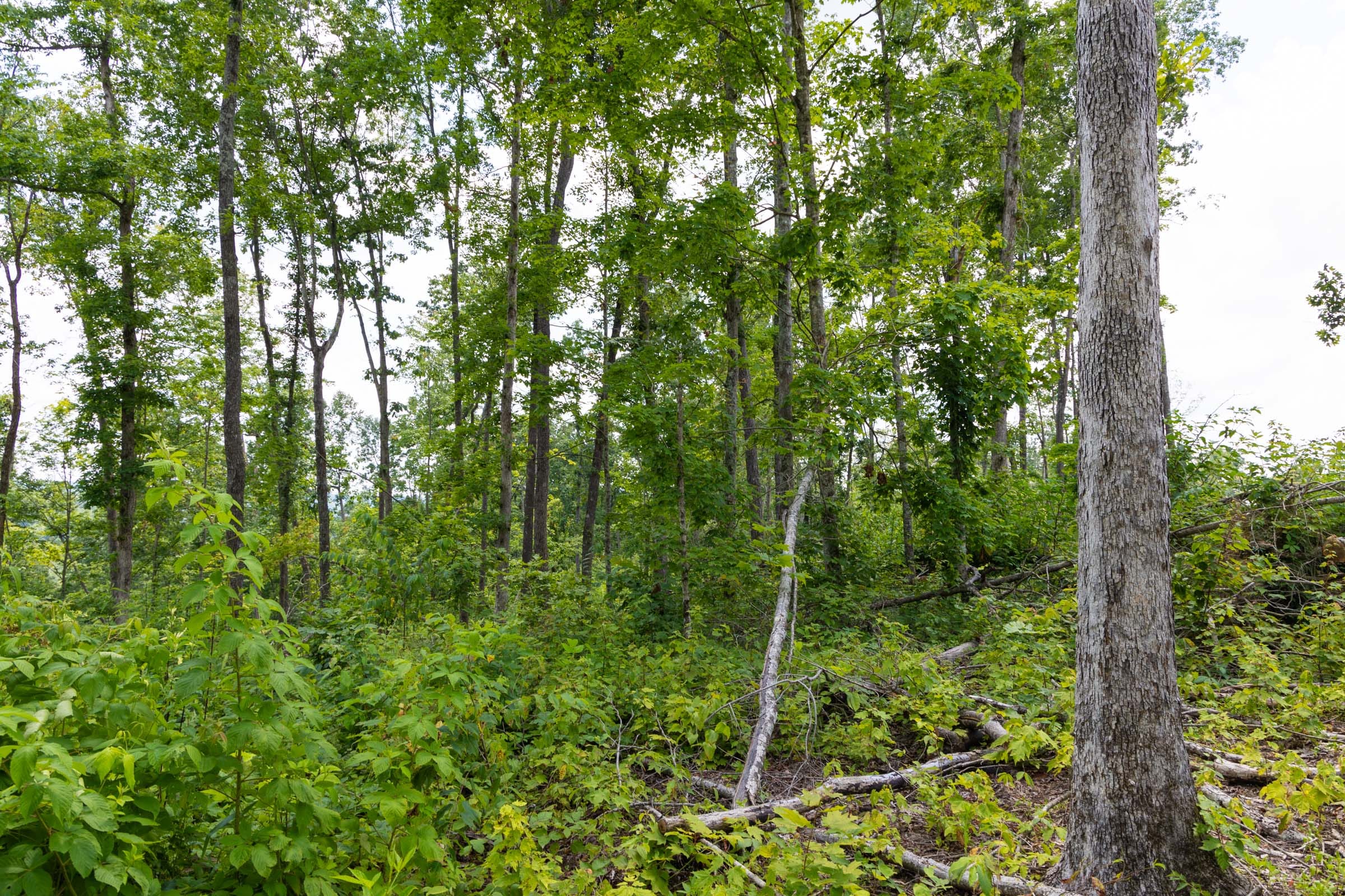 Creek Hollow Phase II Tract 57 photo 4