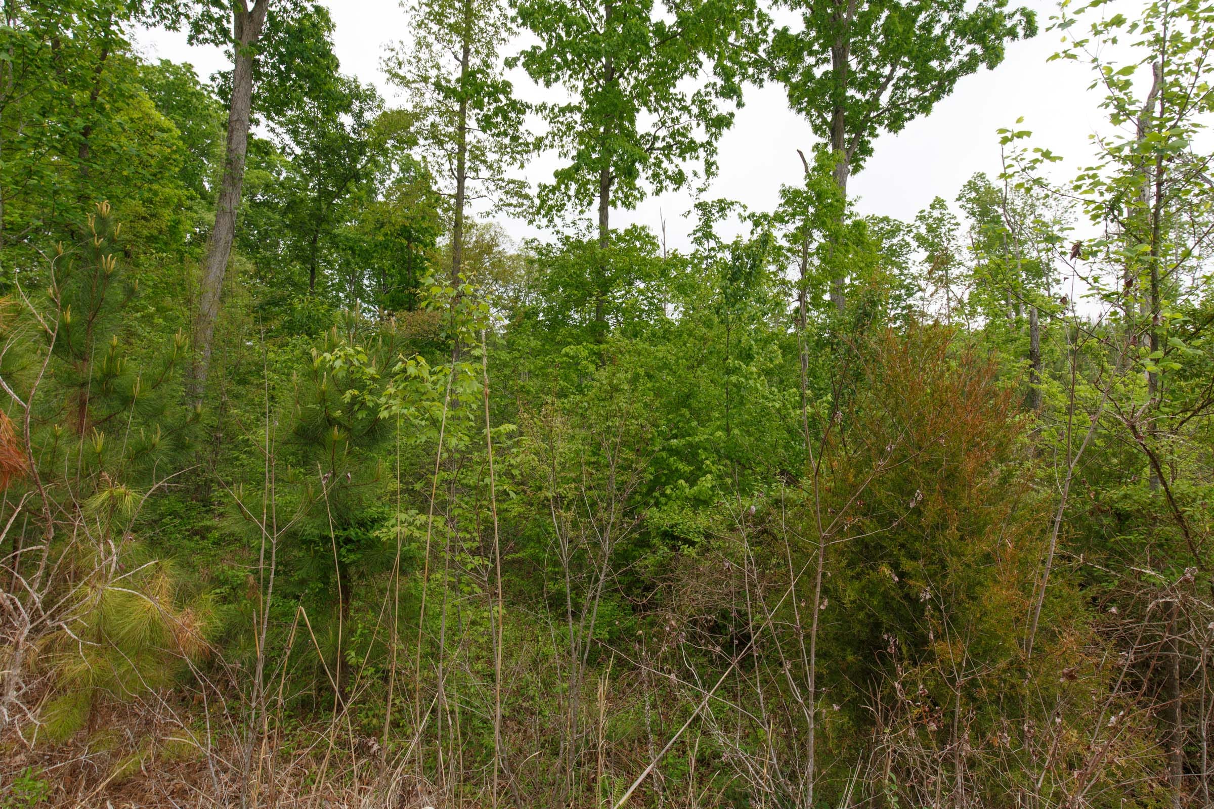 Red Barn Ranch Tract 14 photo 2