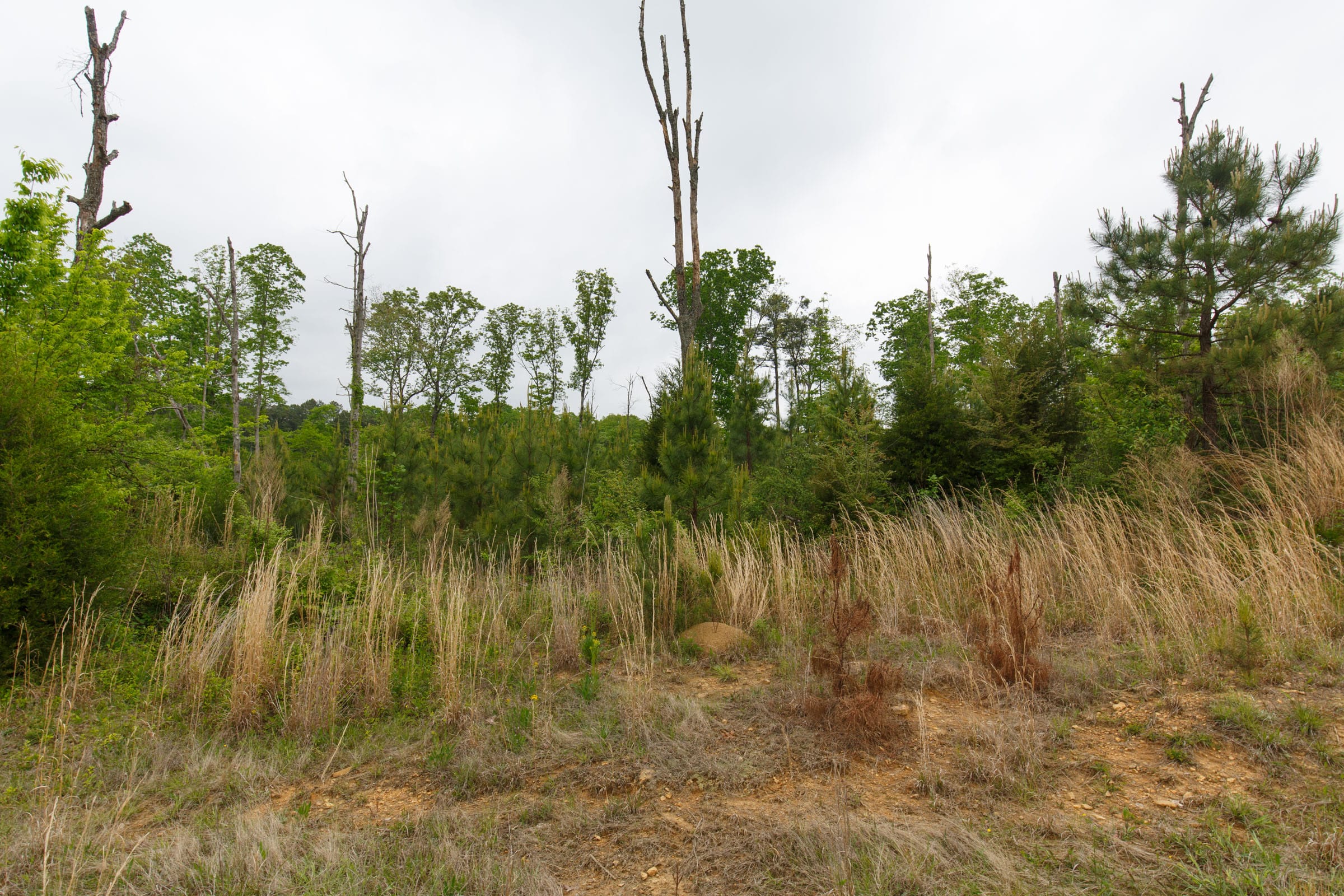 Red Barn Ranch Tract 14 photo 3