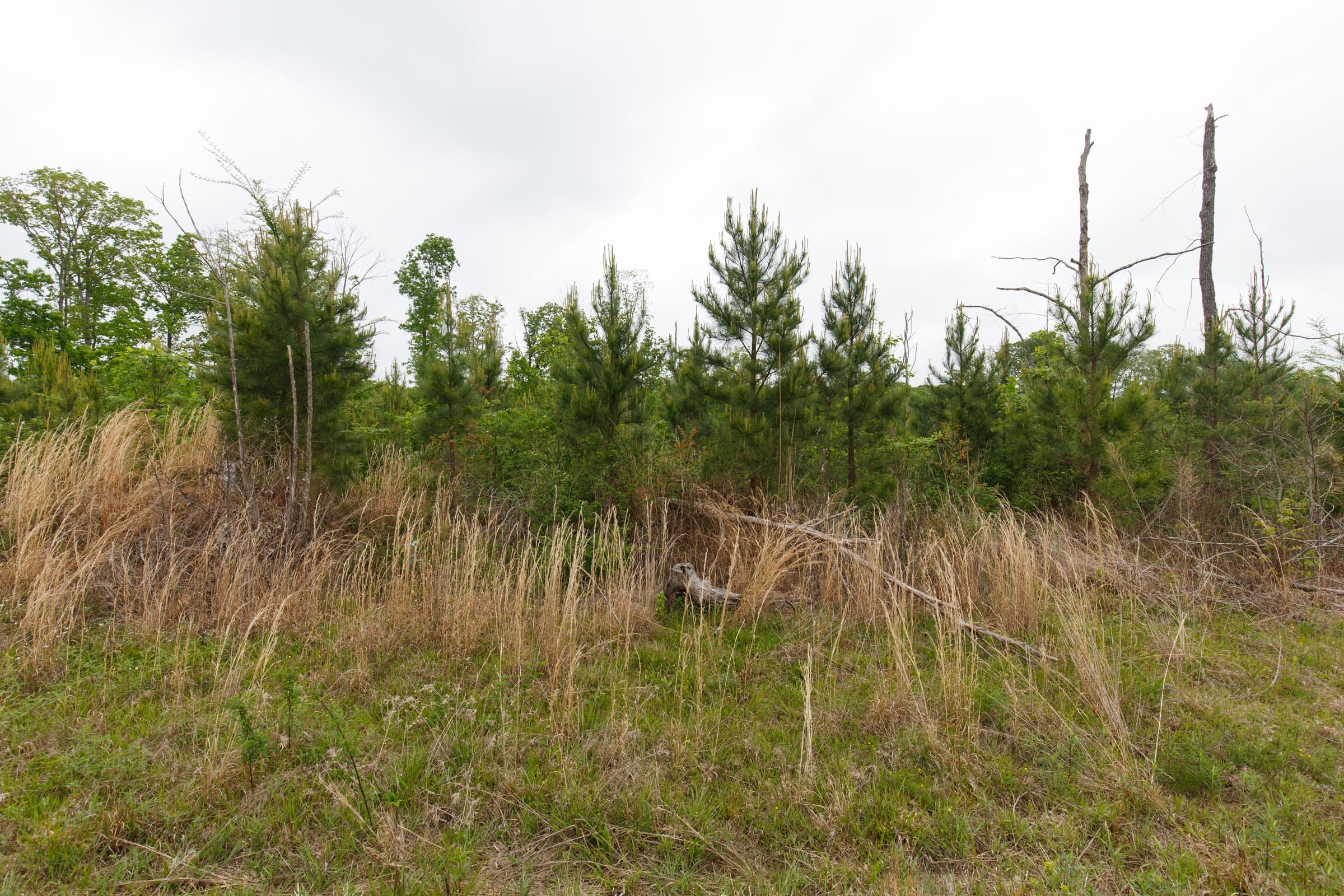 Red Barn Ranch Tract 14 photo 8