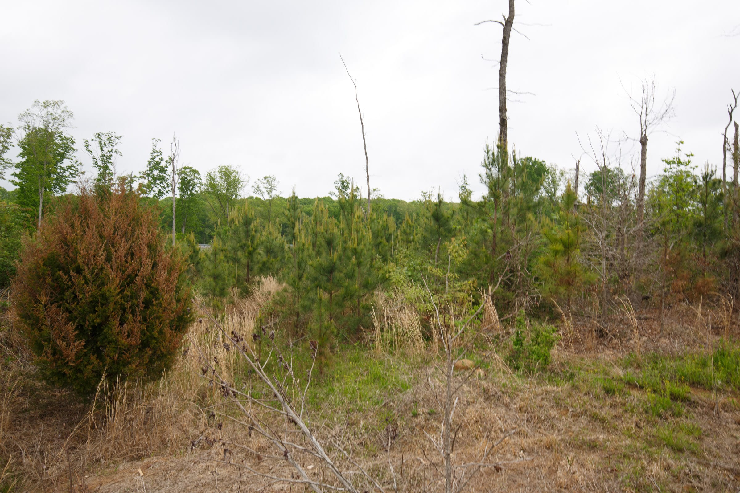 Red Barn Ranch Tract 14 photo 9