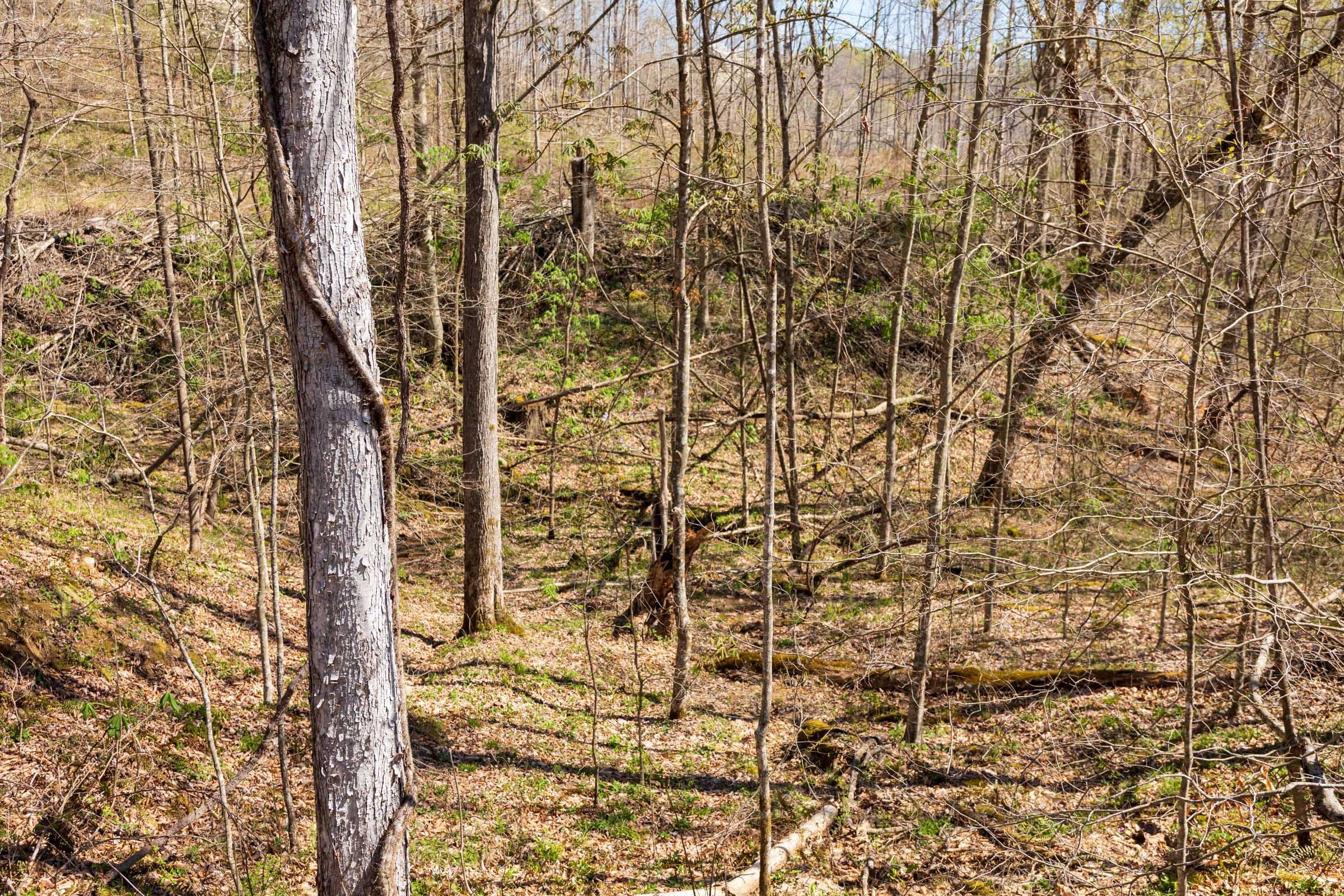 Creek Hollow Phase I Tract 48 photo 11