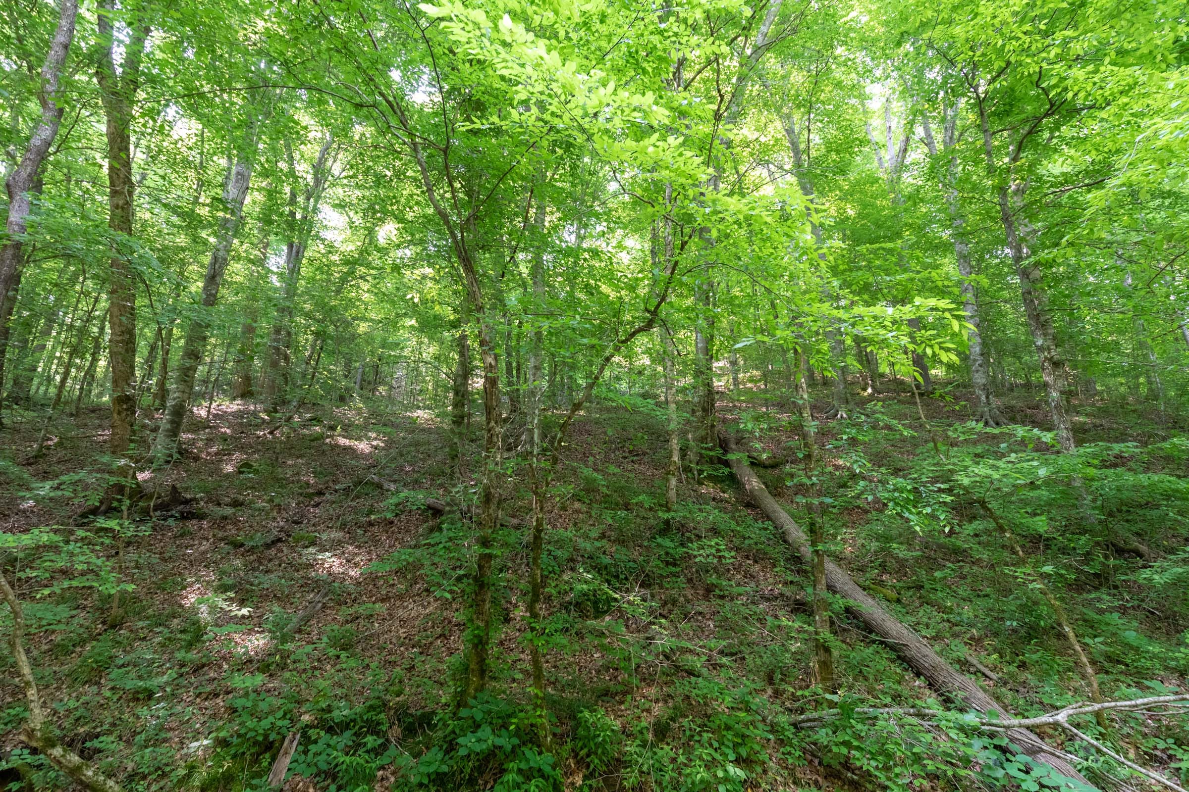 Cedar Creek Tract 50 photo 6