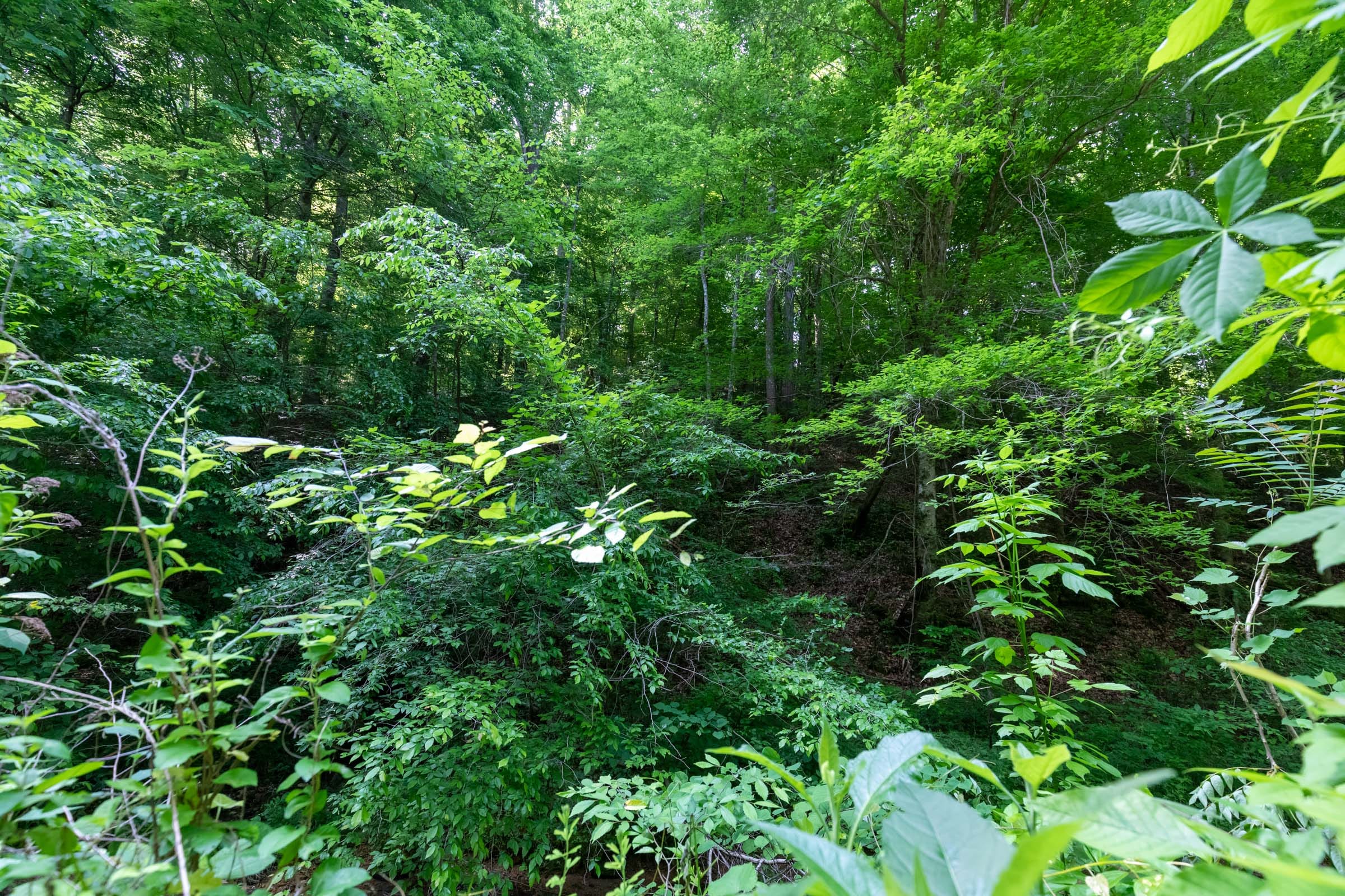 Cedar Creek Tract 50 photo 8