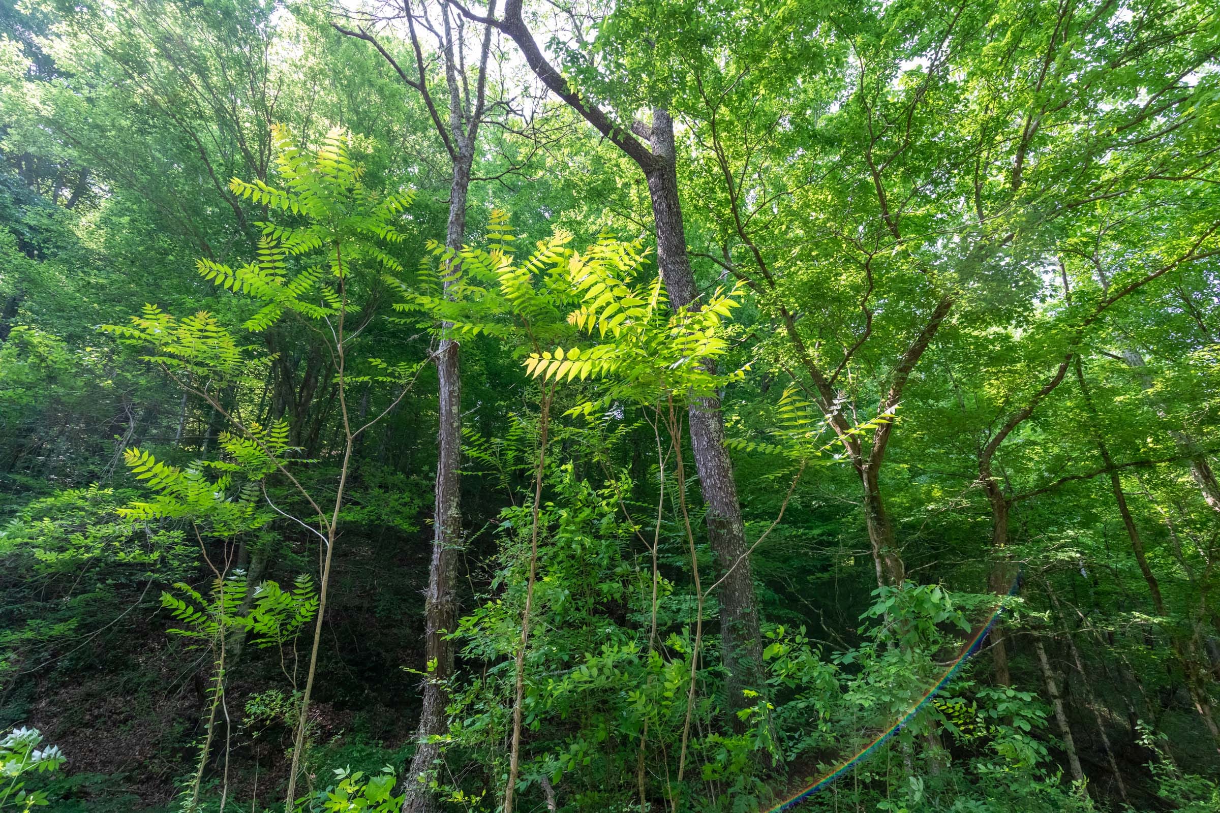 Cedar Creek Tract 50 photo 9