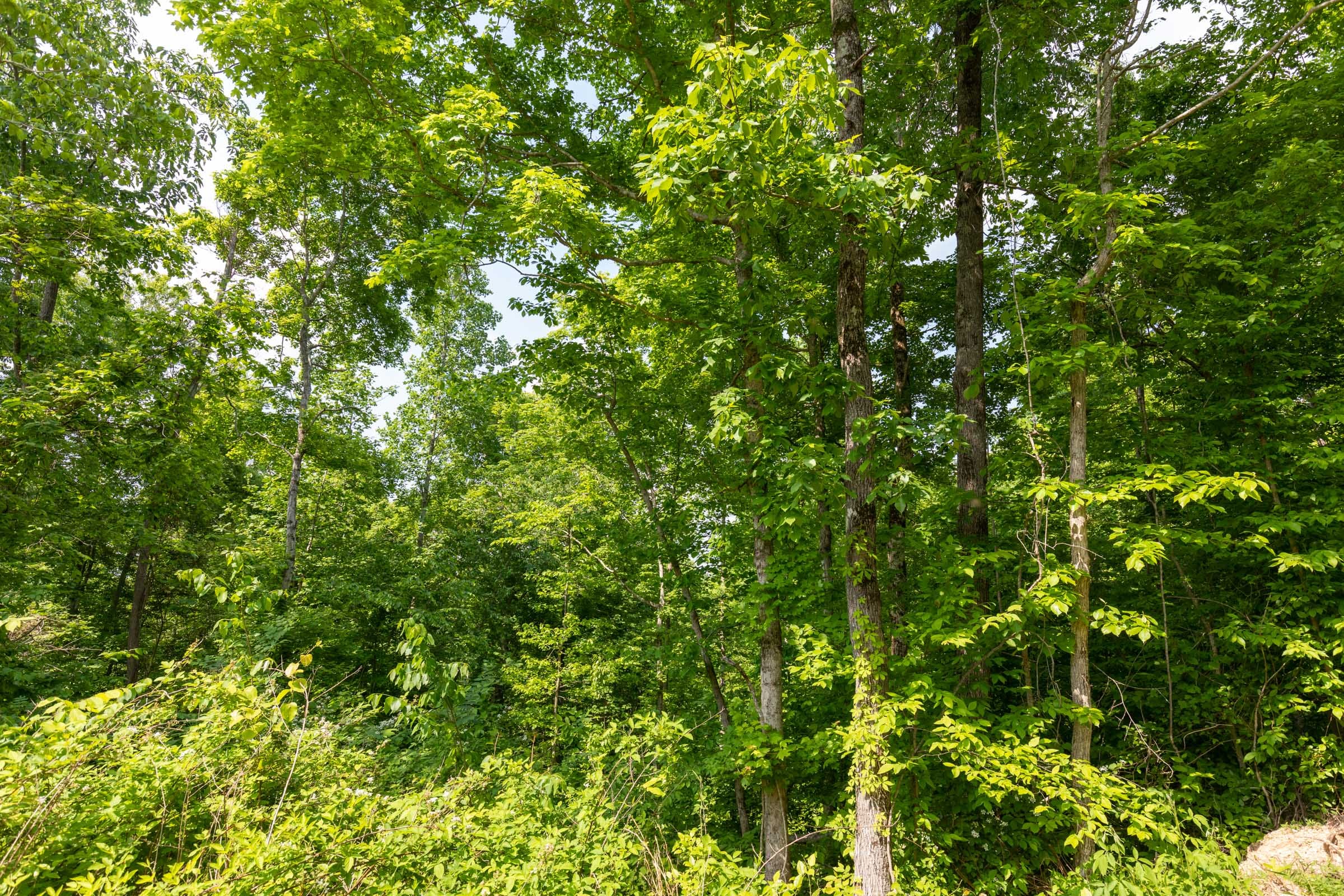 Cedar Creek Tract 50 photo 11