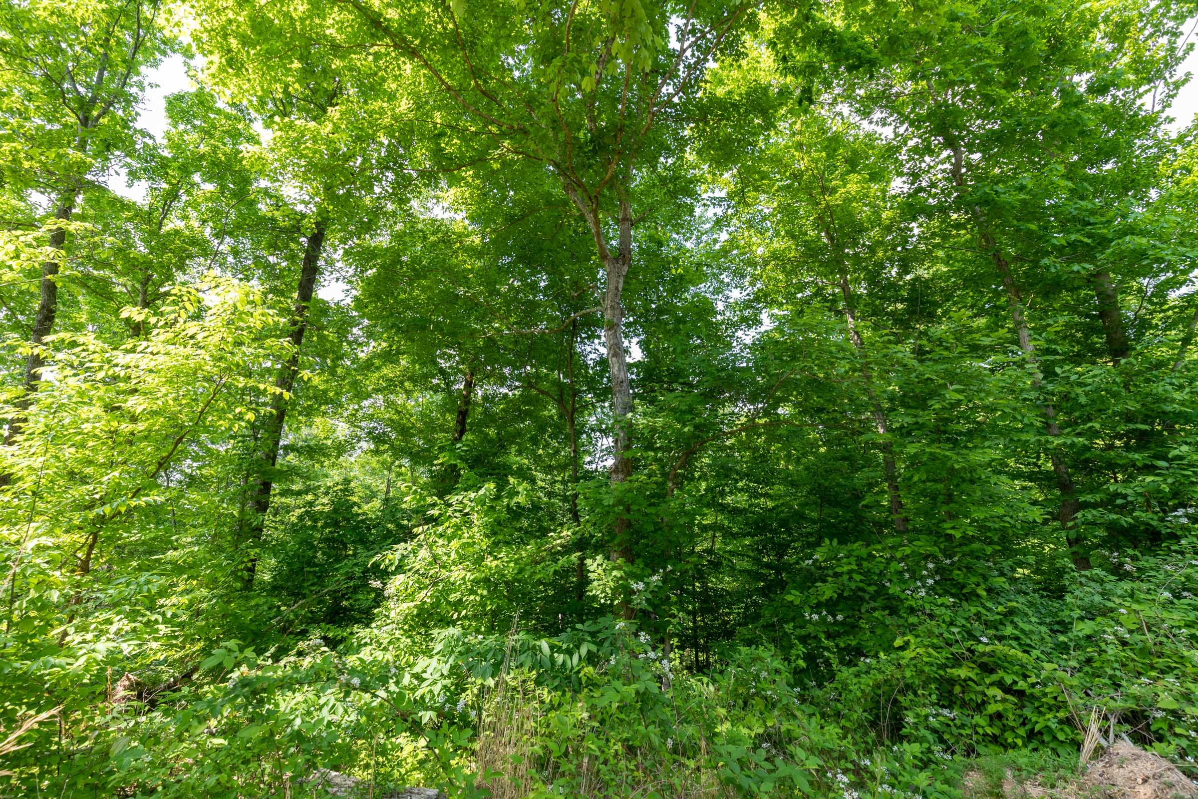 Cedar Creek Tract 50 photo 13