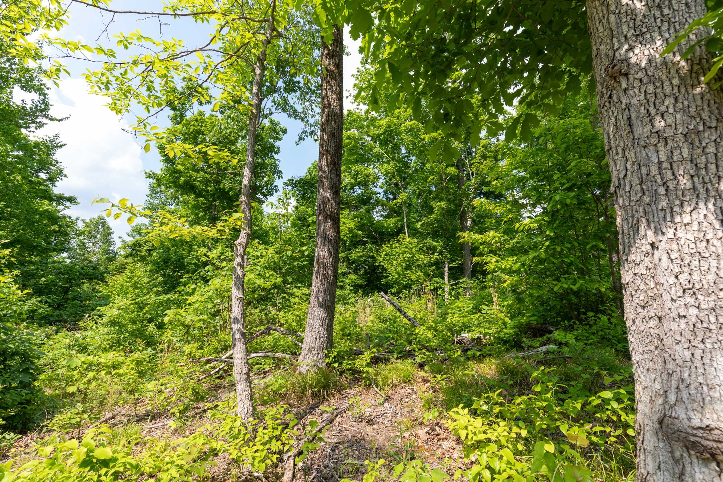 Cedar Creek Tract 50 photo 12