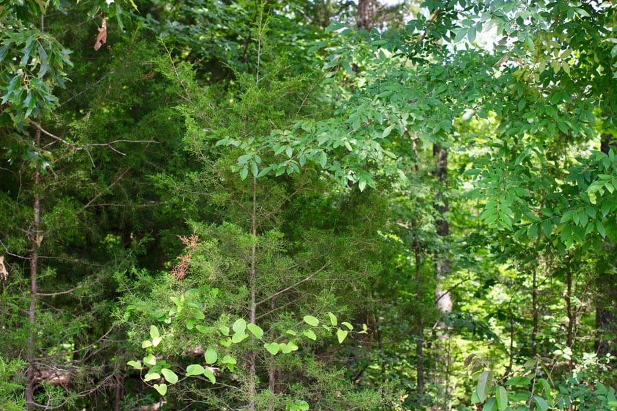 Bluebird Ranch Tract 10 photo 2