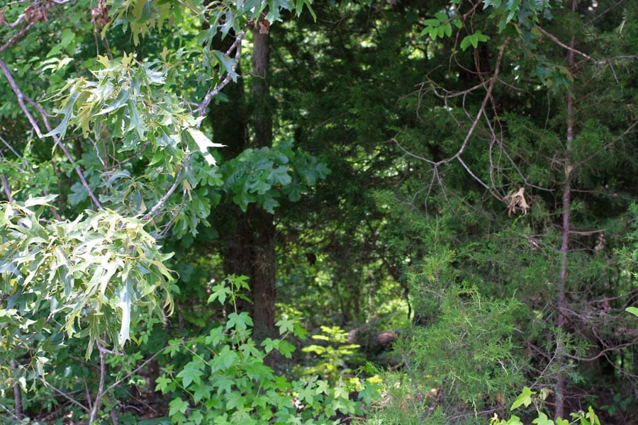 Bluebird Ranch Tract 10 photo 3