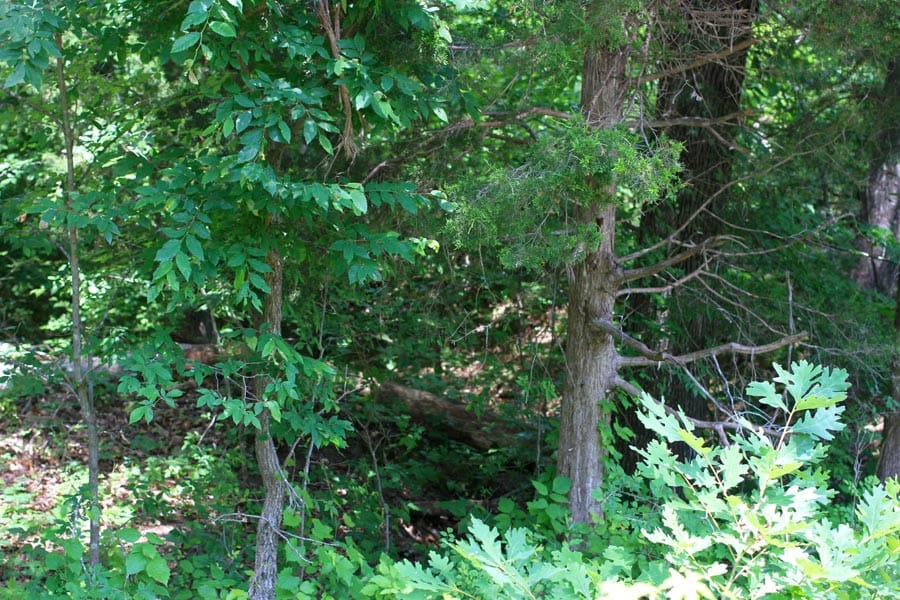 Bluebird Ranch Tract 10 photo 8