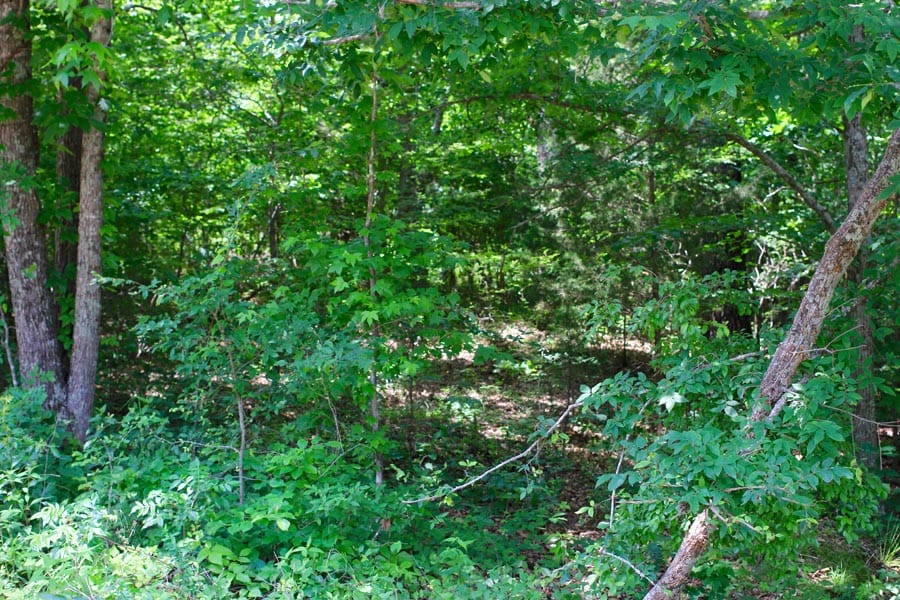 Bluebird Ranch Tract 10 photo 9