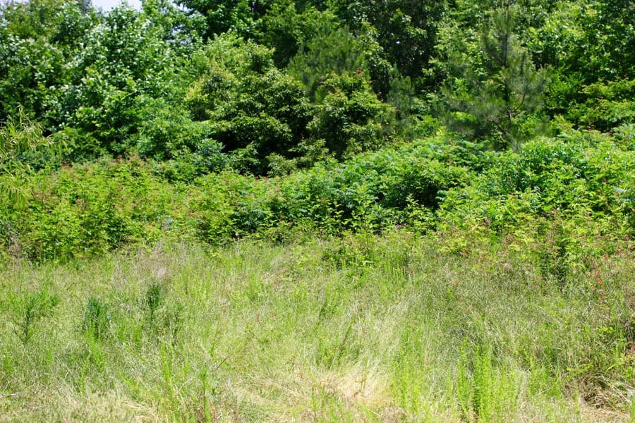 Bluebird Ranch Tract 10 photo 13