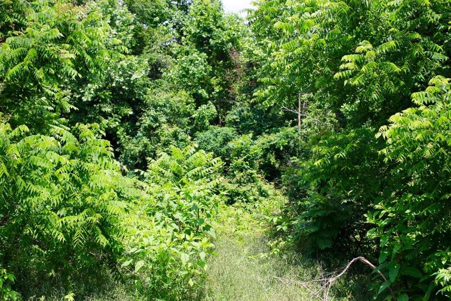 Bluebird Ranch Tract 10 photo 15