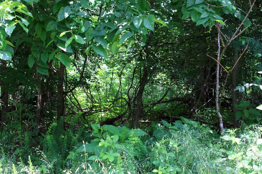 Bluebird Ranch Tract 10 photo 20