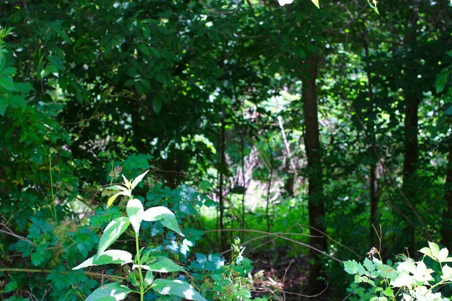 Bluebird Ranch Tract 10 photo 21