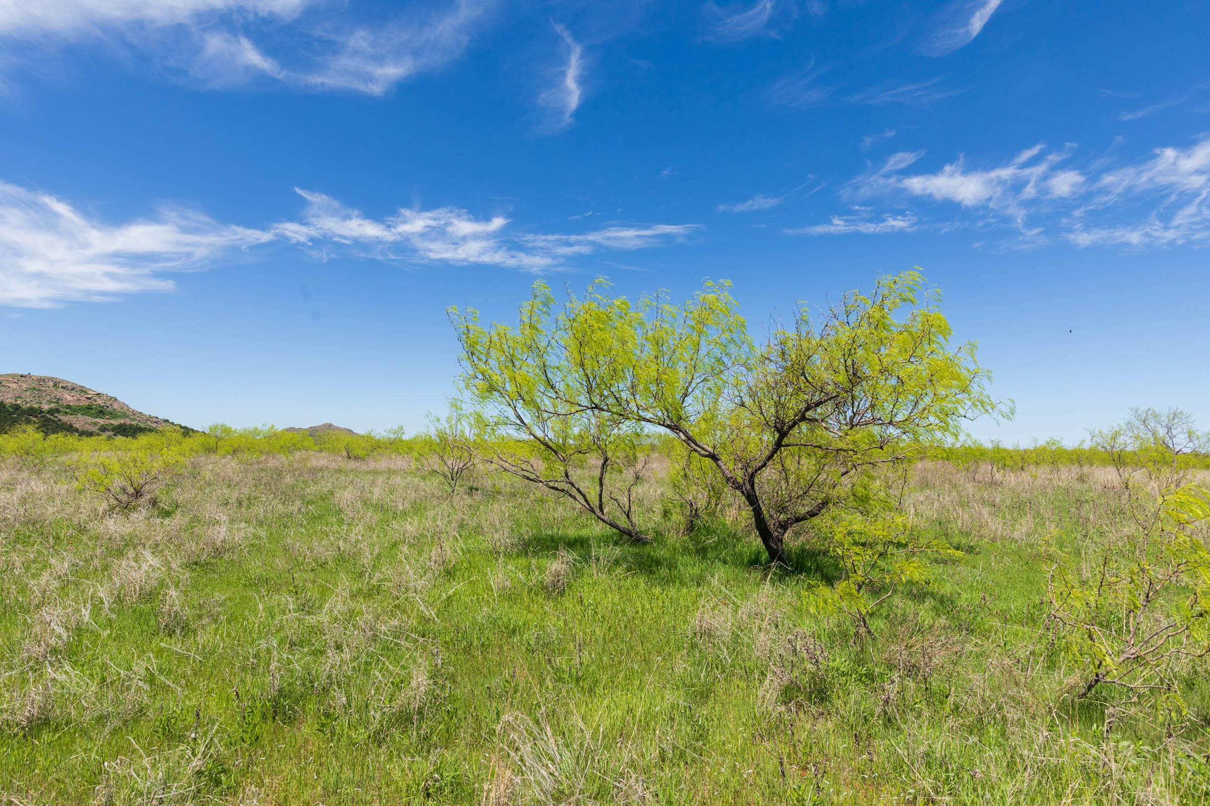 Hackberry Fields Tract 5 photo 5