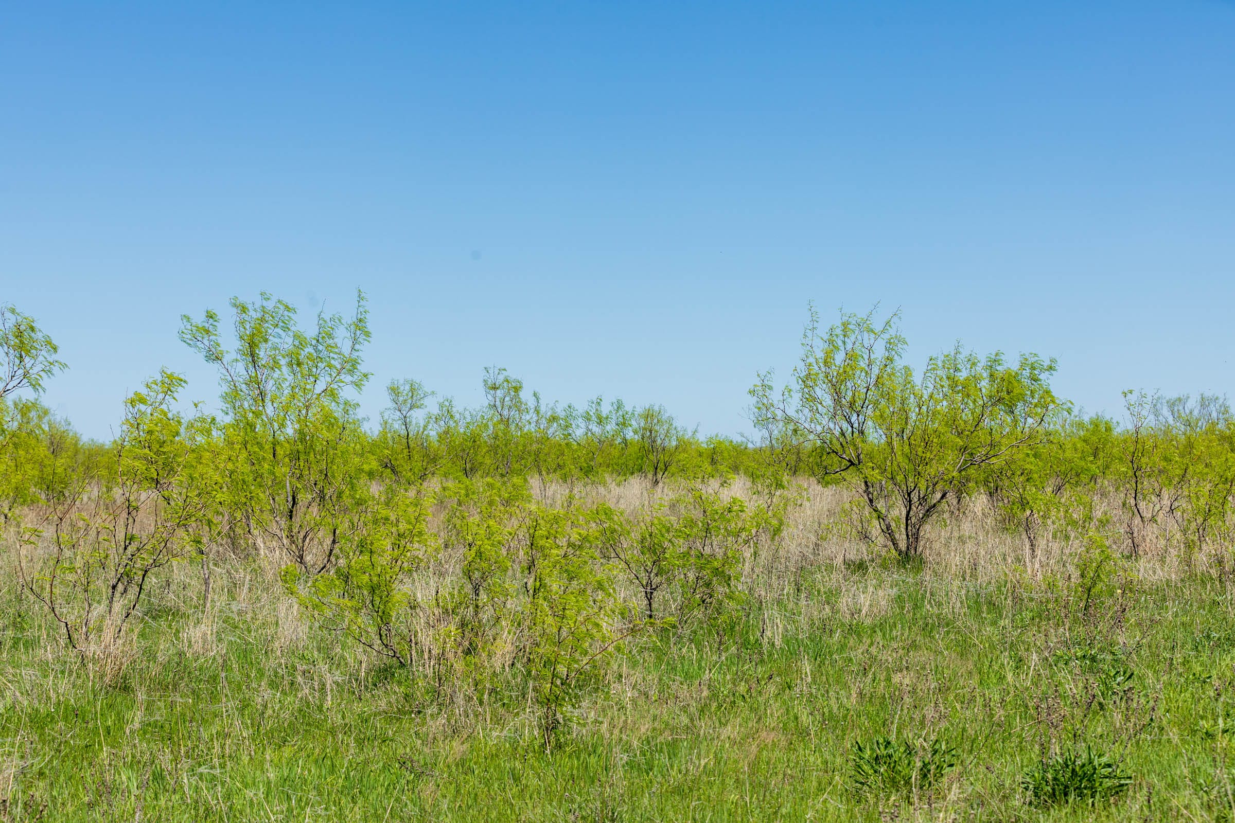 Hackberry Fields Tract 5 photo 7