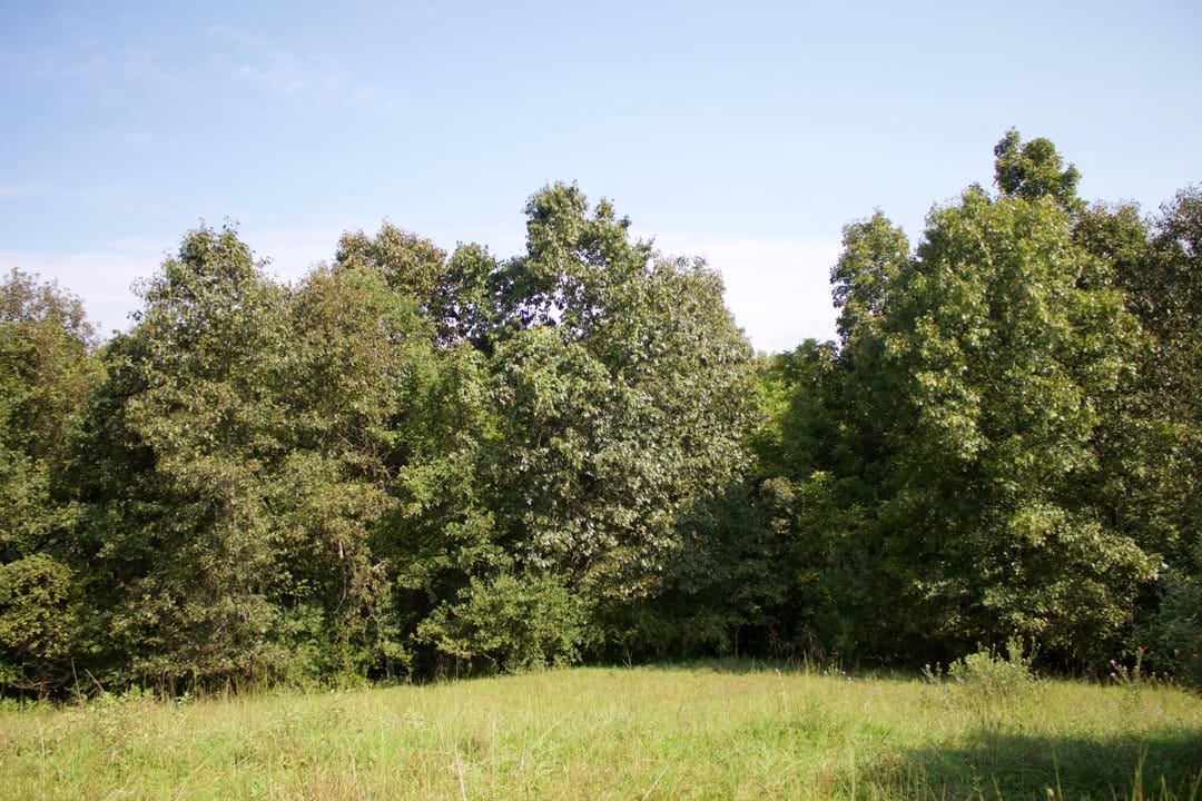 Heritage Hollow Tract 26 photo 3