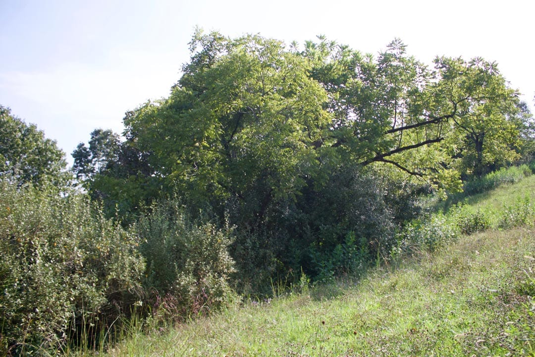 Heritage Hollow Tract 26 photo 4