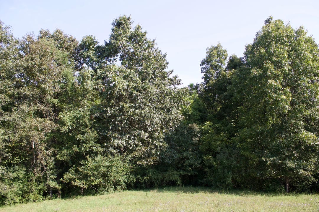 Heritage Hollow Tract 26 photo 6