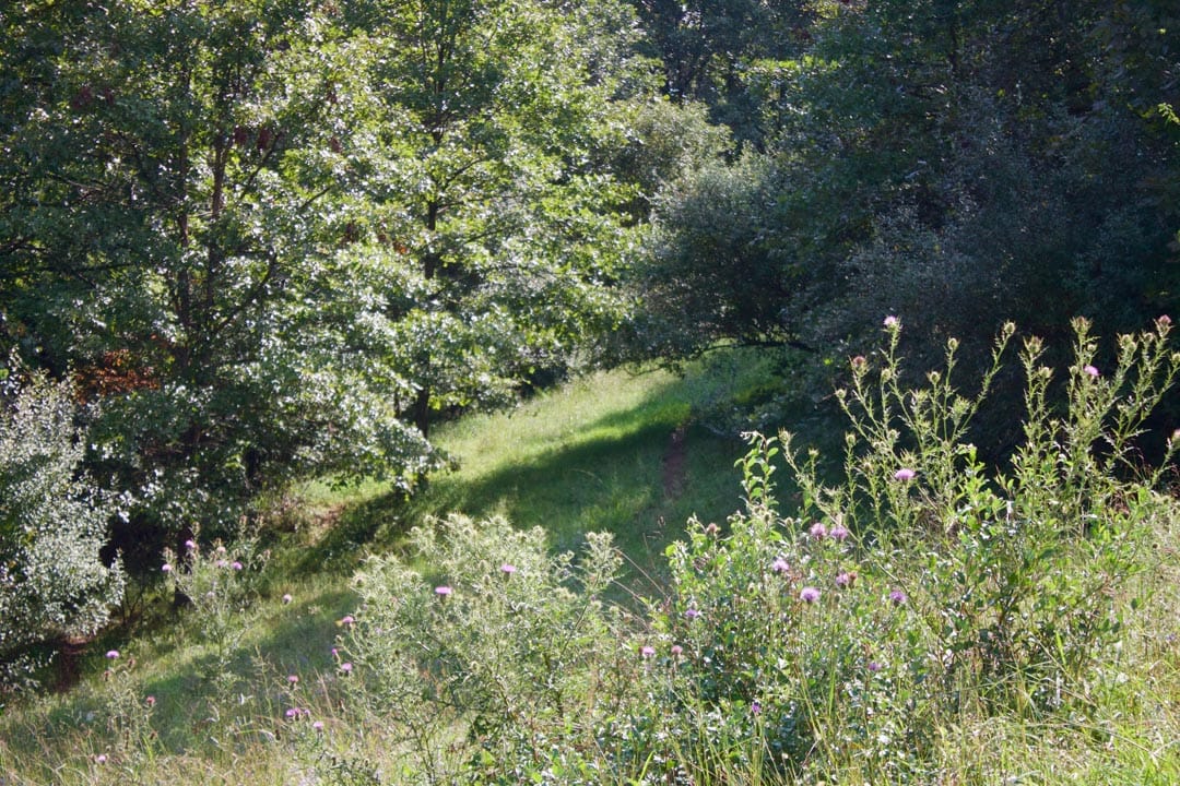 Heritage Hollow Tract 26 photo 7