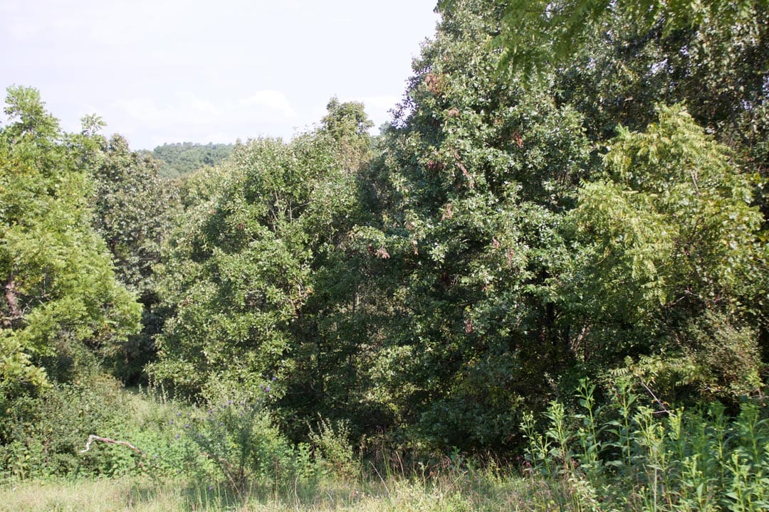 Heritage Hollow Tract 26 photo 8