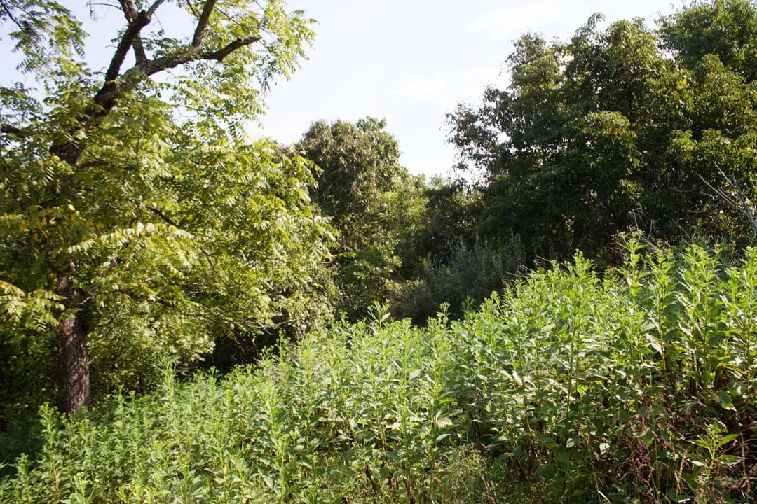 Heritage Hollow Tract 26 photo 9