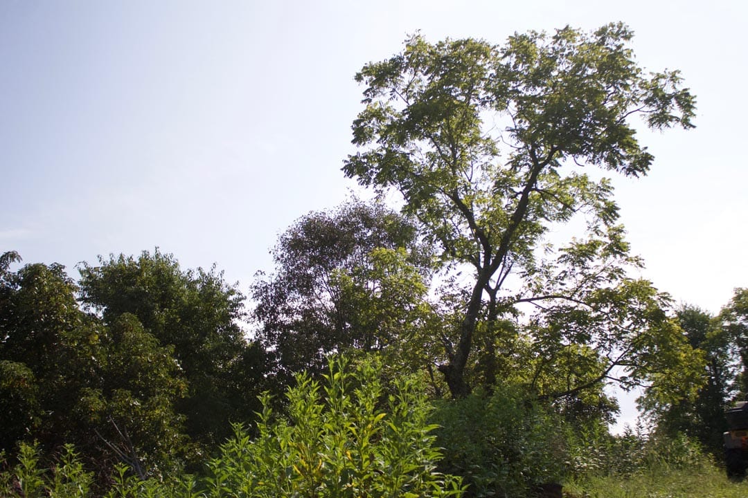 Heritage Hollow Tract 26 photo 10