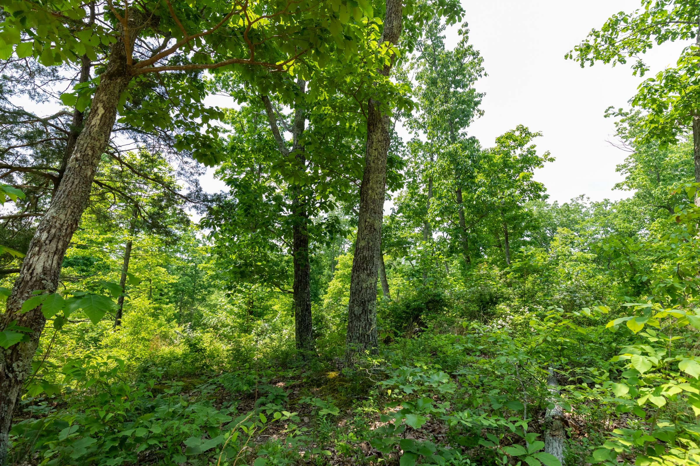 Cedar Creek Tract 16 photo 4
