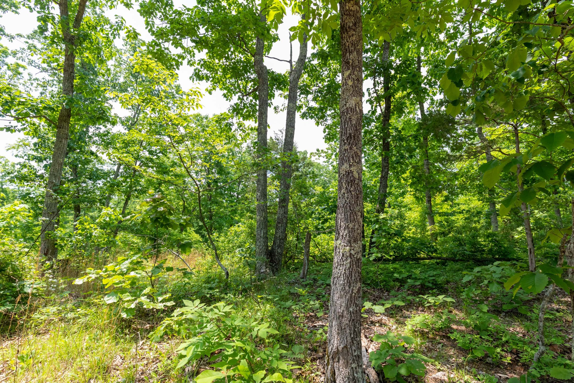 Cedar Creek Tract 16 photo 5
