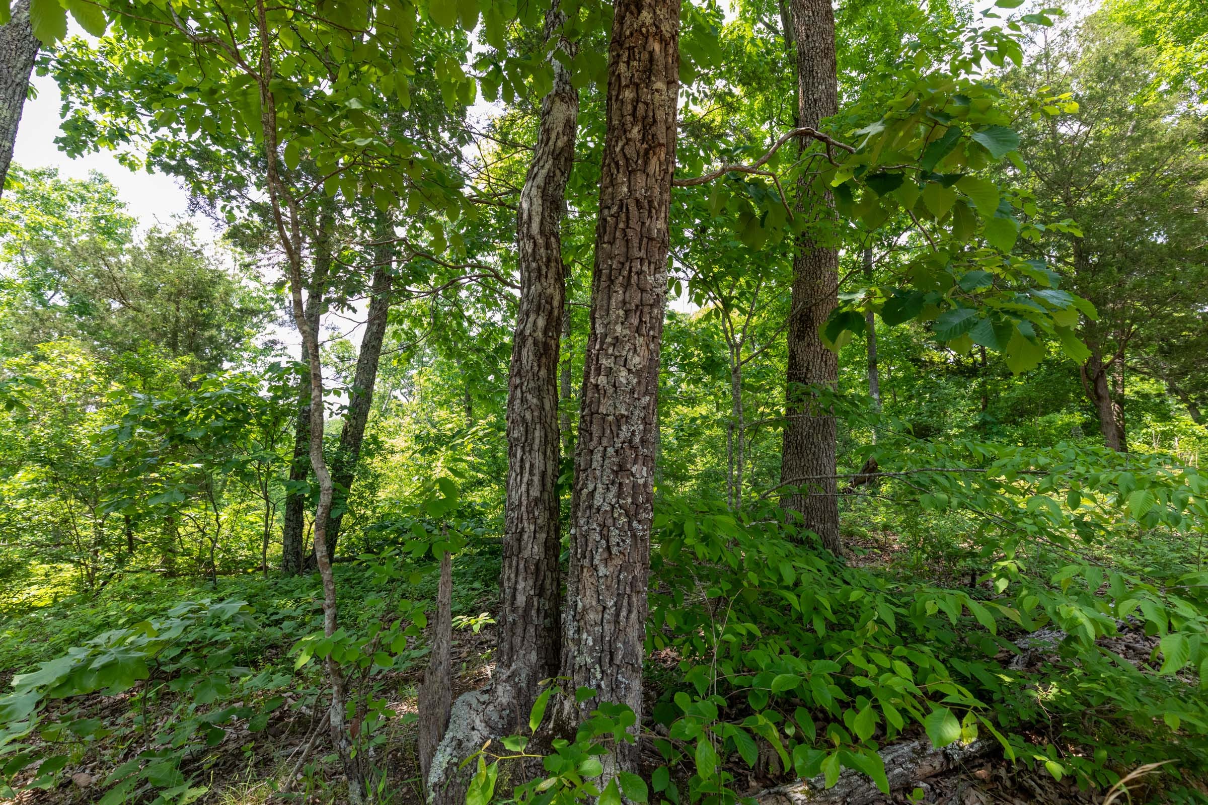 Cedar Creek Tract 16 photo 6