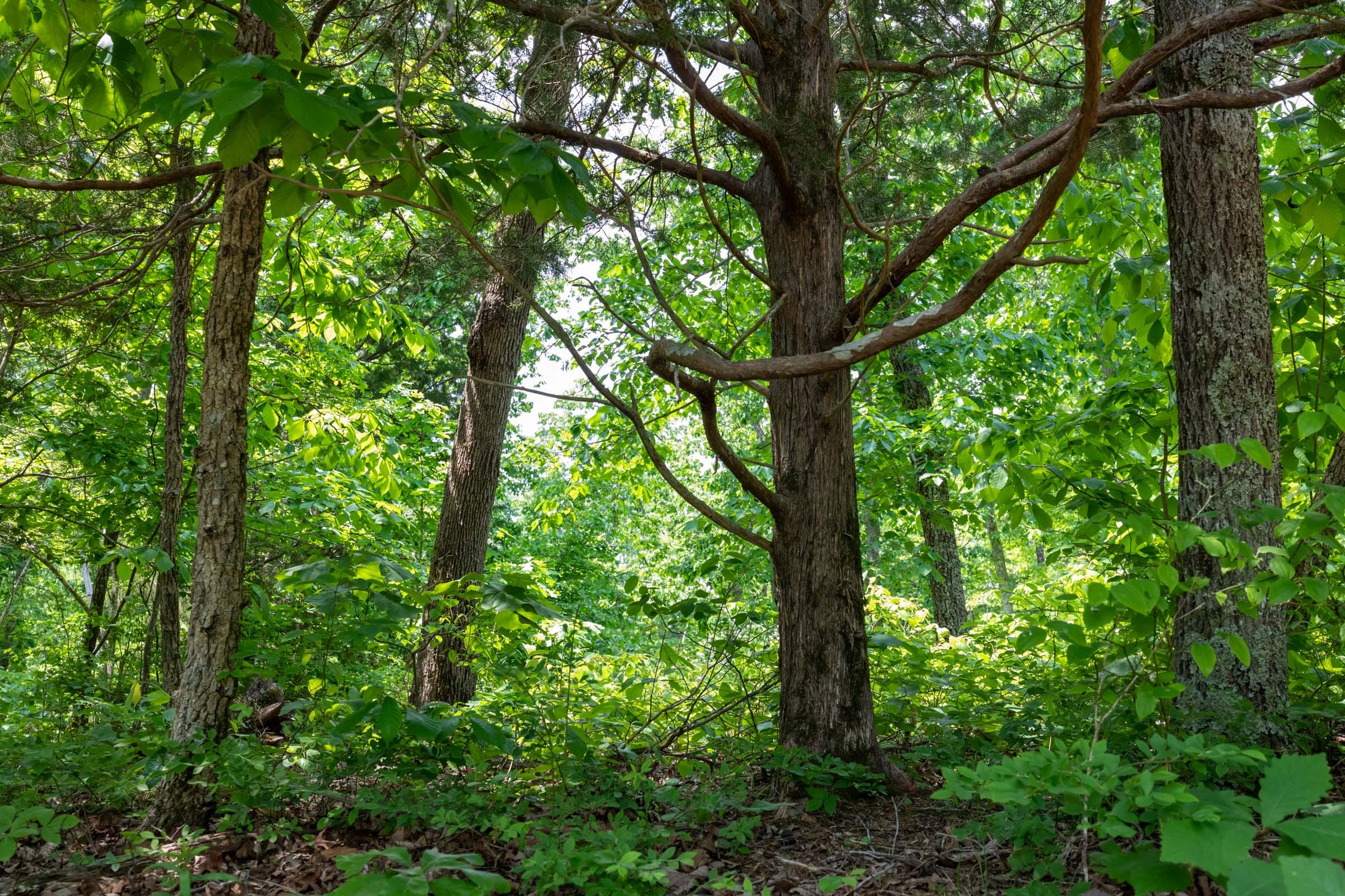 Cedar Creek Tract 16 photo 8