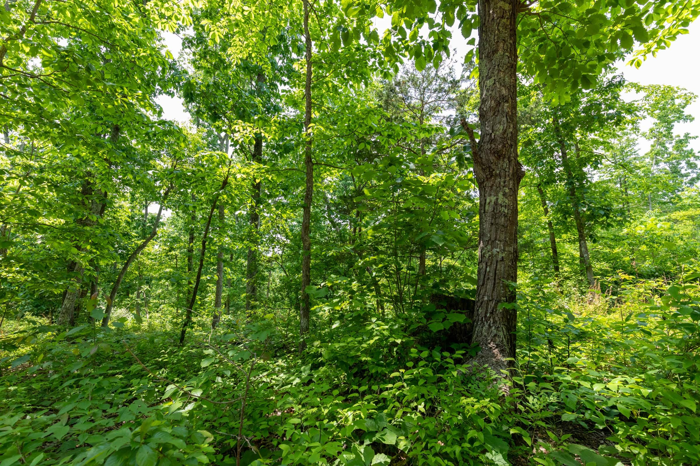 Cedar Creek Tract 16 photo 9